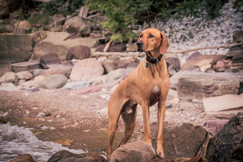 marking our territory, rhodesian ridgeback, eko