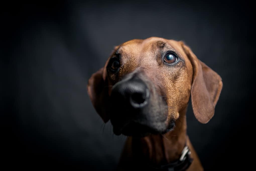 Rhodesian Ridgeback, Marking Our Territory, Penny Mayhem