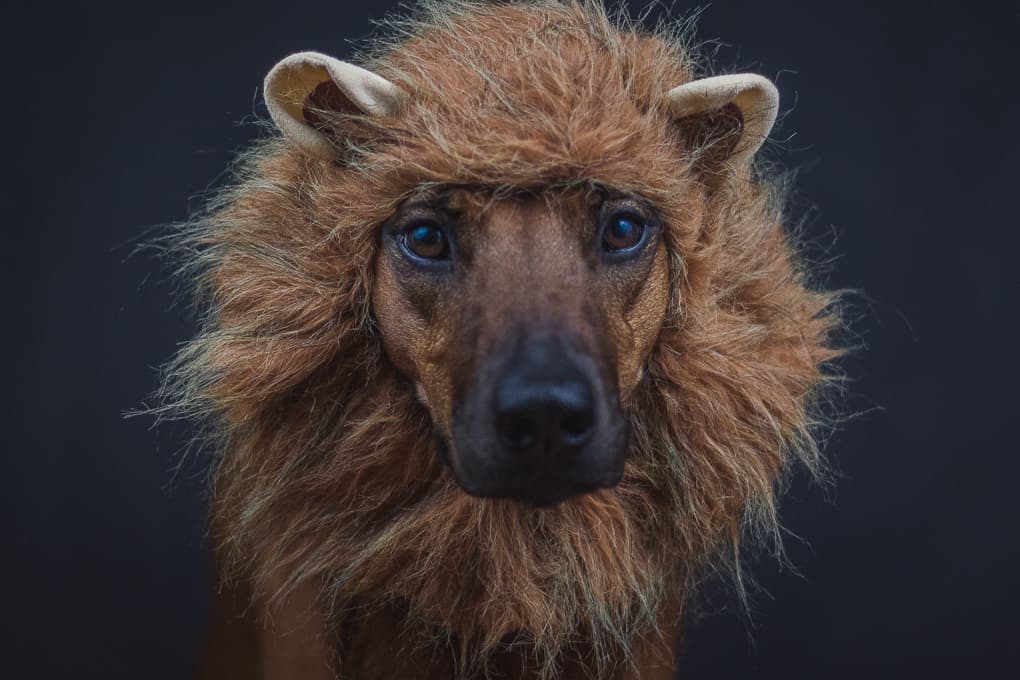 Rhodesian Ridgeback, lion king, marking our territory