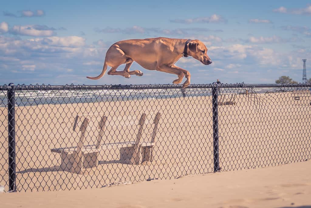 Rhodesian Ridgeback, Montrose Dog Beach, Chicago, Adventure, Marking Our Territory