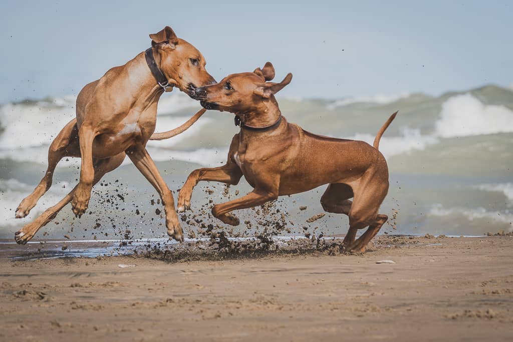 Rhodesian Ridgeback, Chicago, Puppy, Montrose Dog Beach, Marking Our Territory