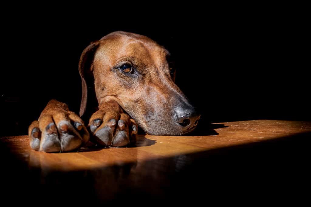 Rhodesian Ridgeback, chicago, marking our territory