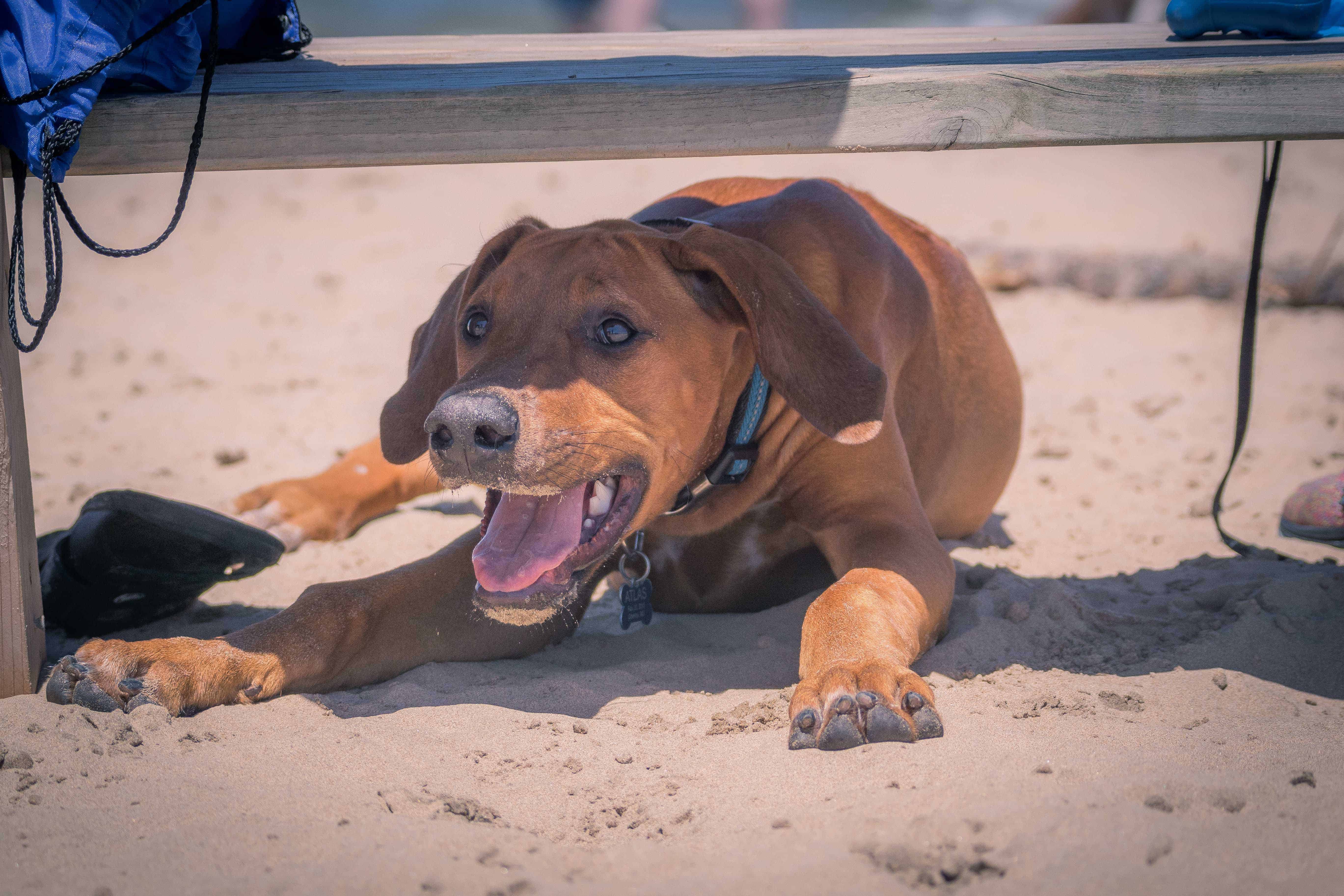 Rhodesian Ridgeback, Marking Our Territory, Chicago, Montrose Dog Beach, Adventure, Instagram