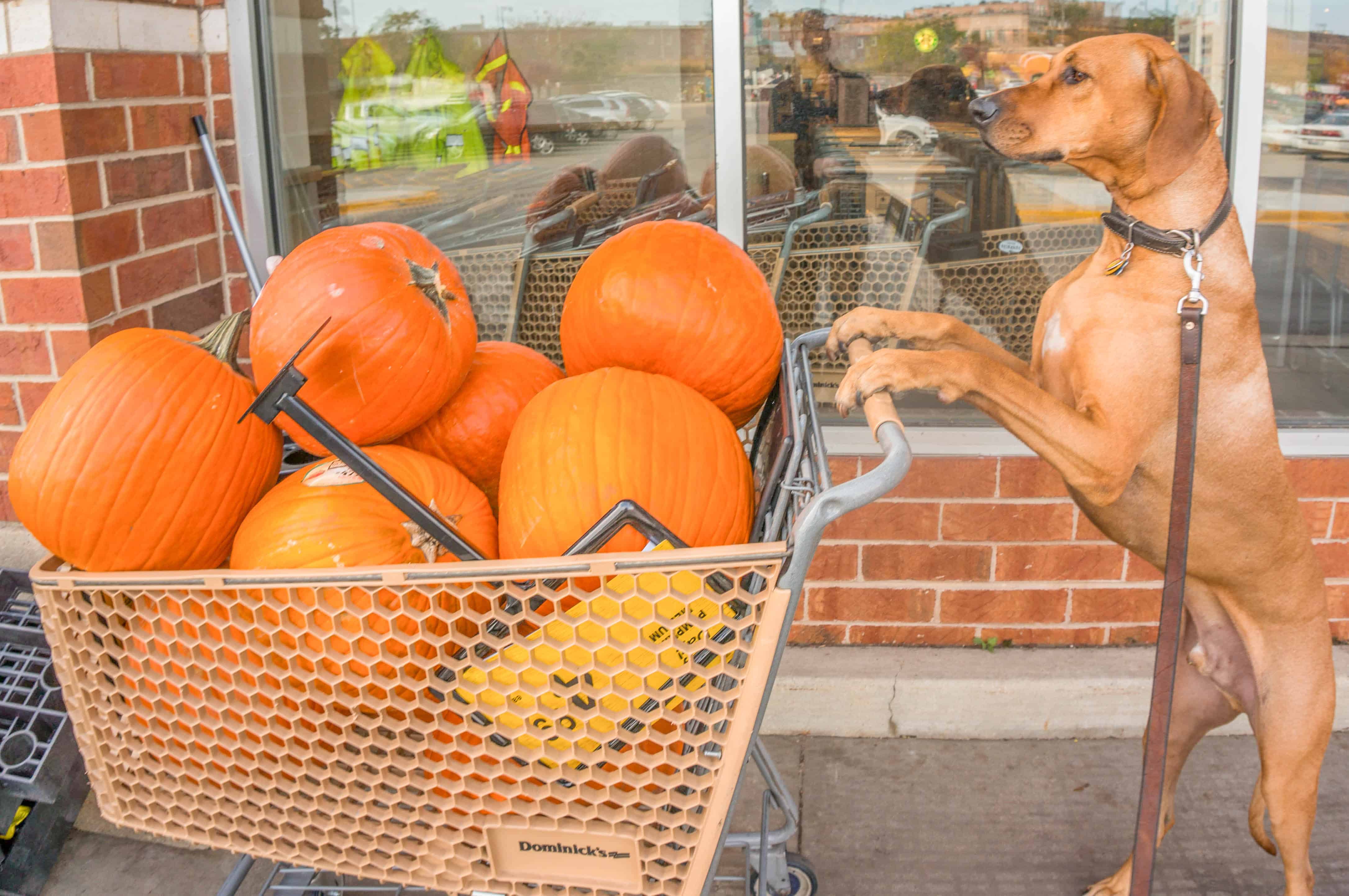 Dog, pumpkin, carving ,funny