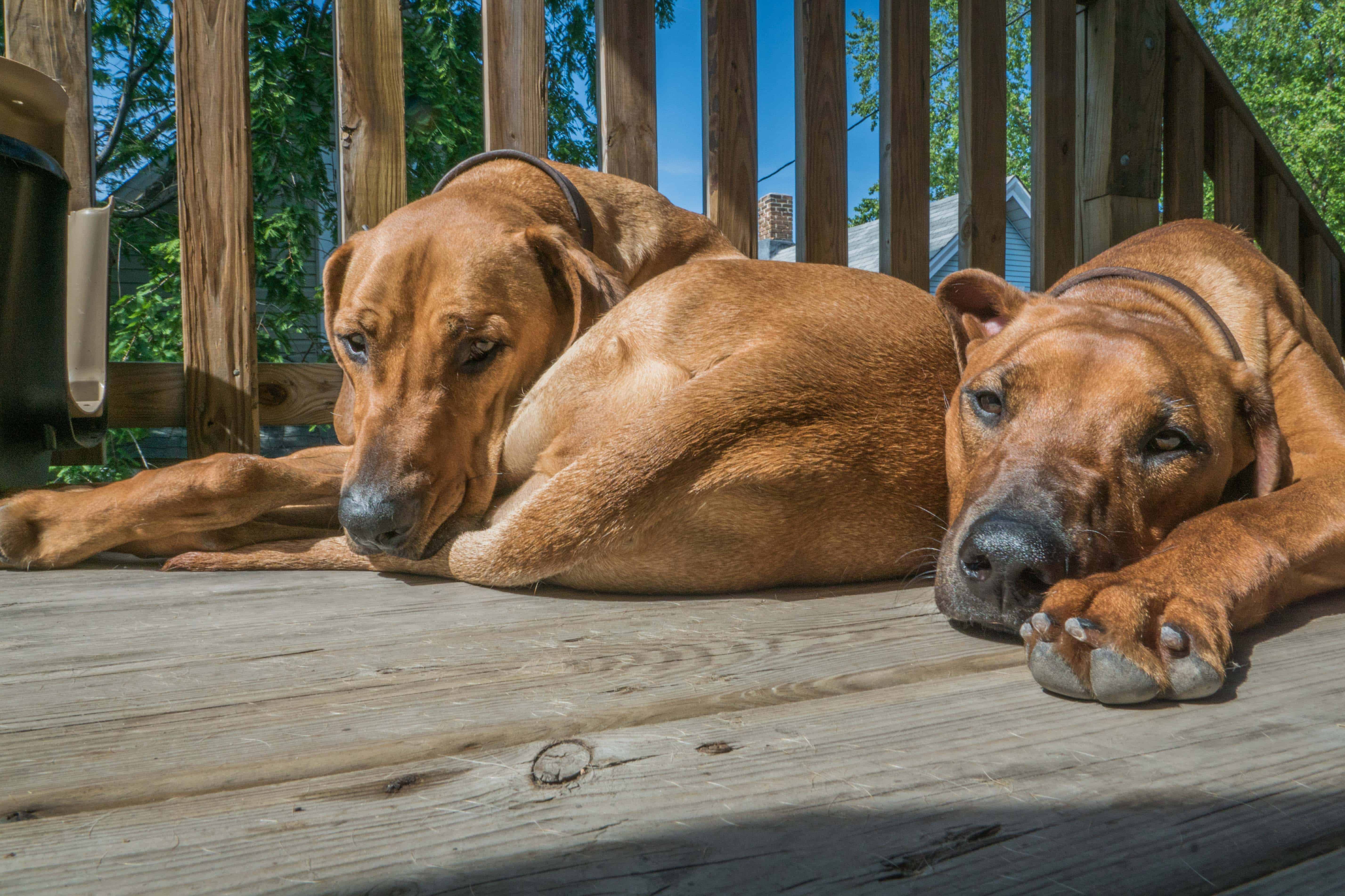 Rhodesian Ridgeback, puppy, cute, chicago