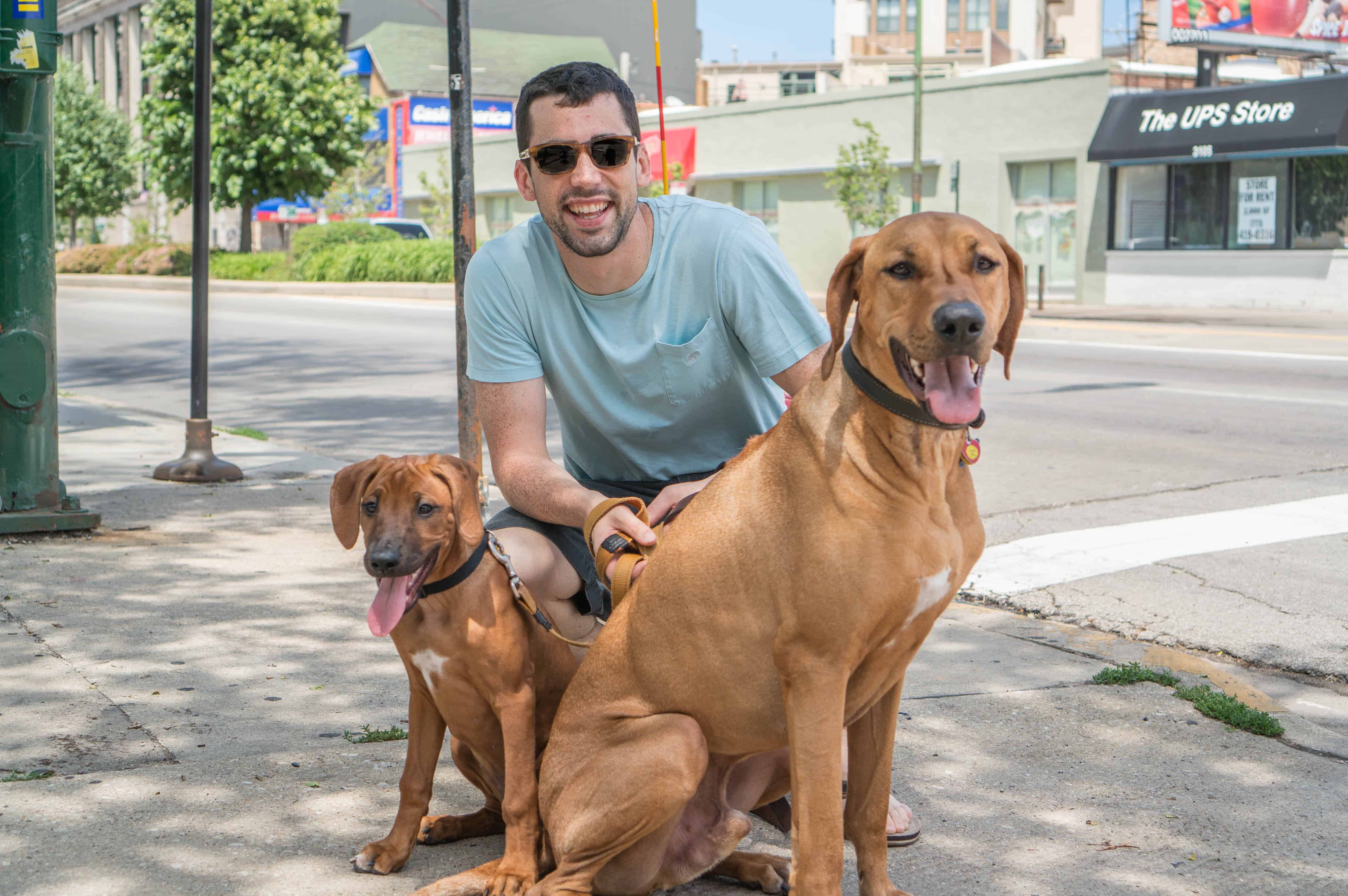 Rhodesian Ridgeback, puppy, chicago, adventure, blog, dogs, marking our territory