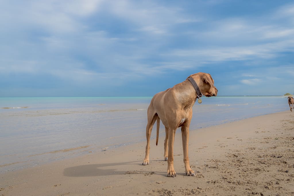 montrose dog beach, chicago, rhodesian ridgeback, puppy, dog friendly