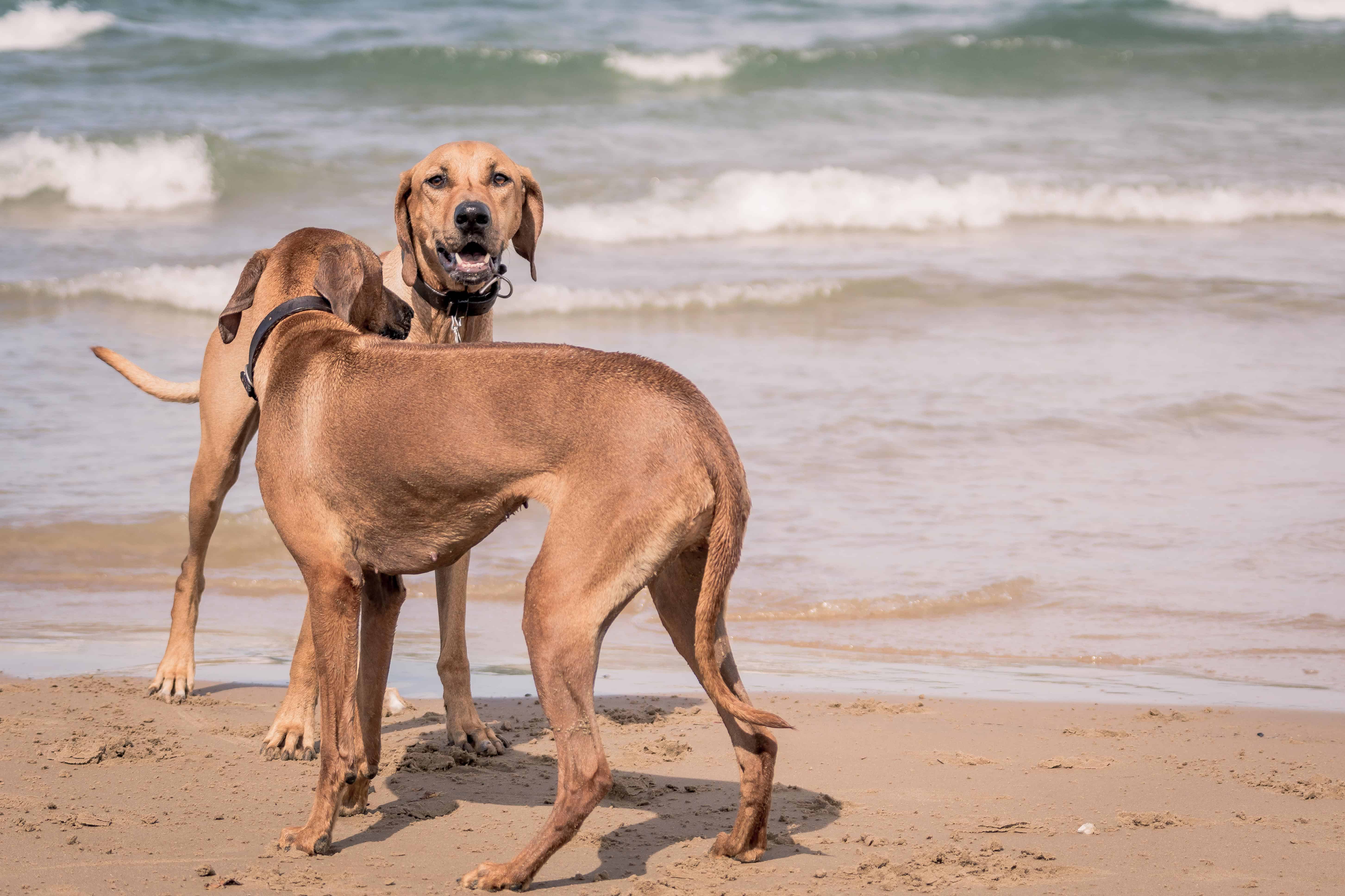 Rhodesian Ridgeback, chicago, montrose dog beach, blog, adventure