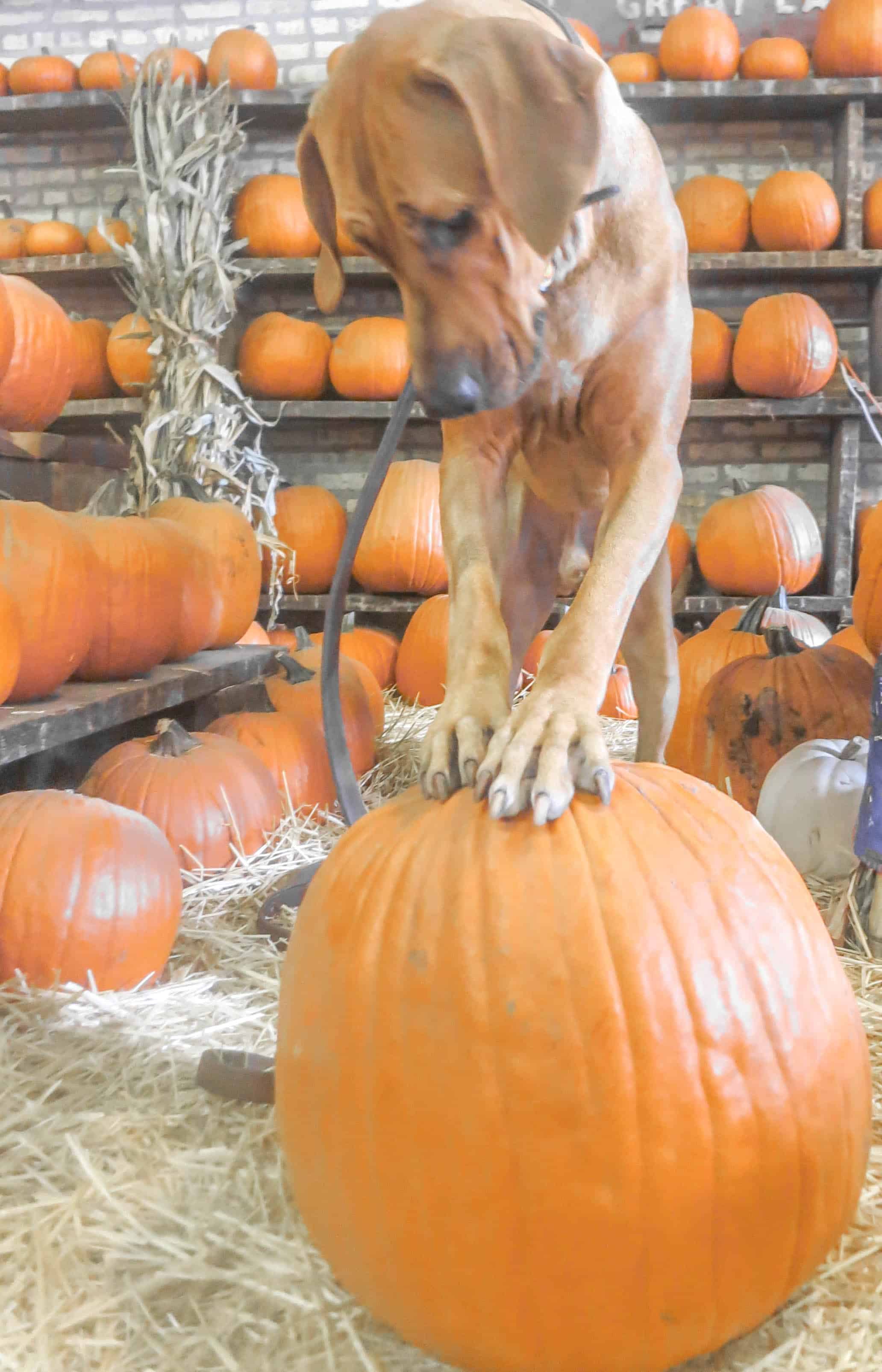 Dog, pumpkin, carving ,funny