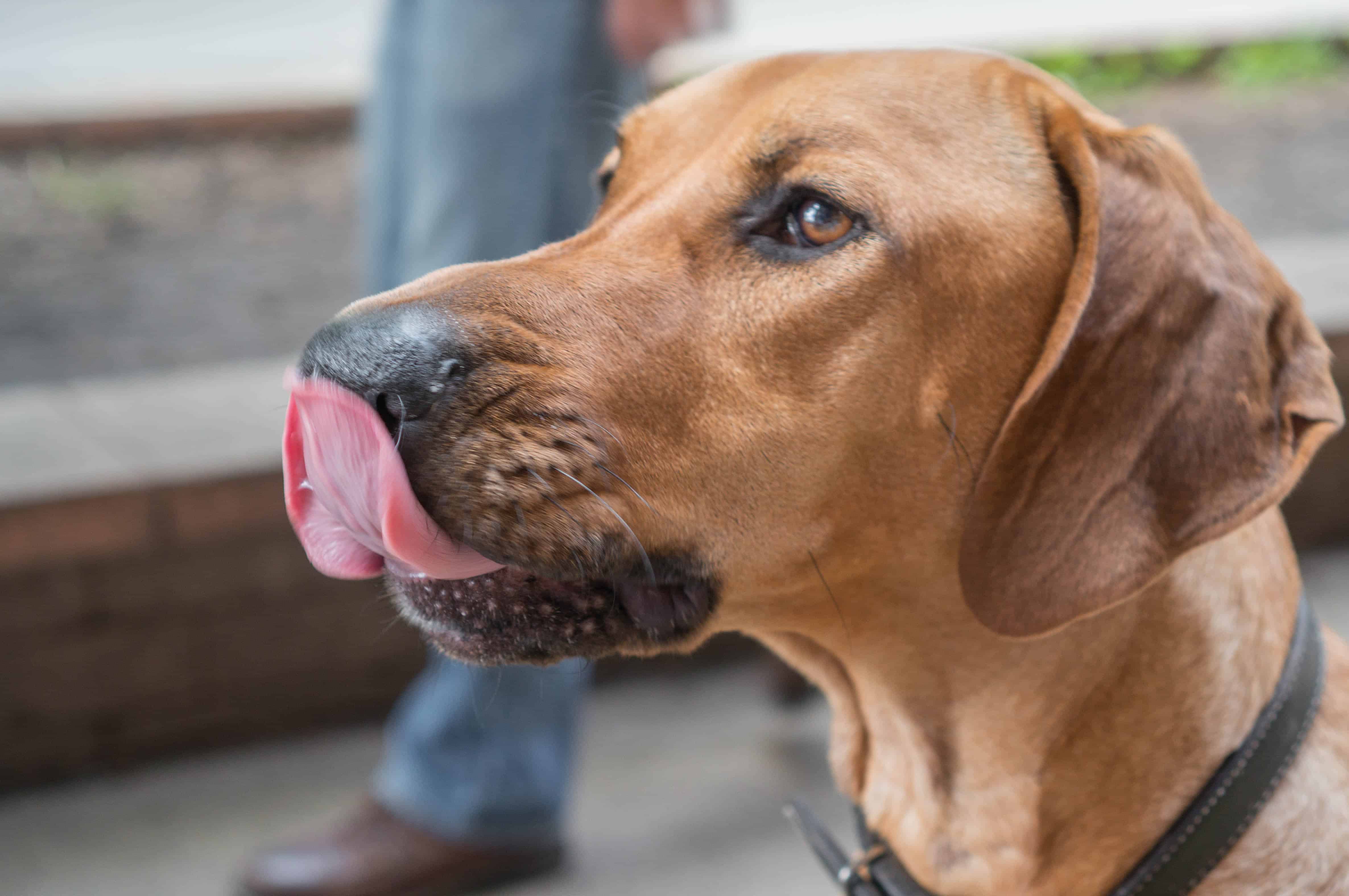 Rhodesian Ridgeback, puppy, chicago, adventure, blog, dogs, marking our territory