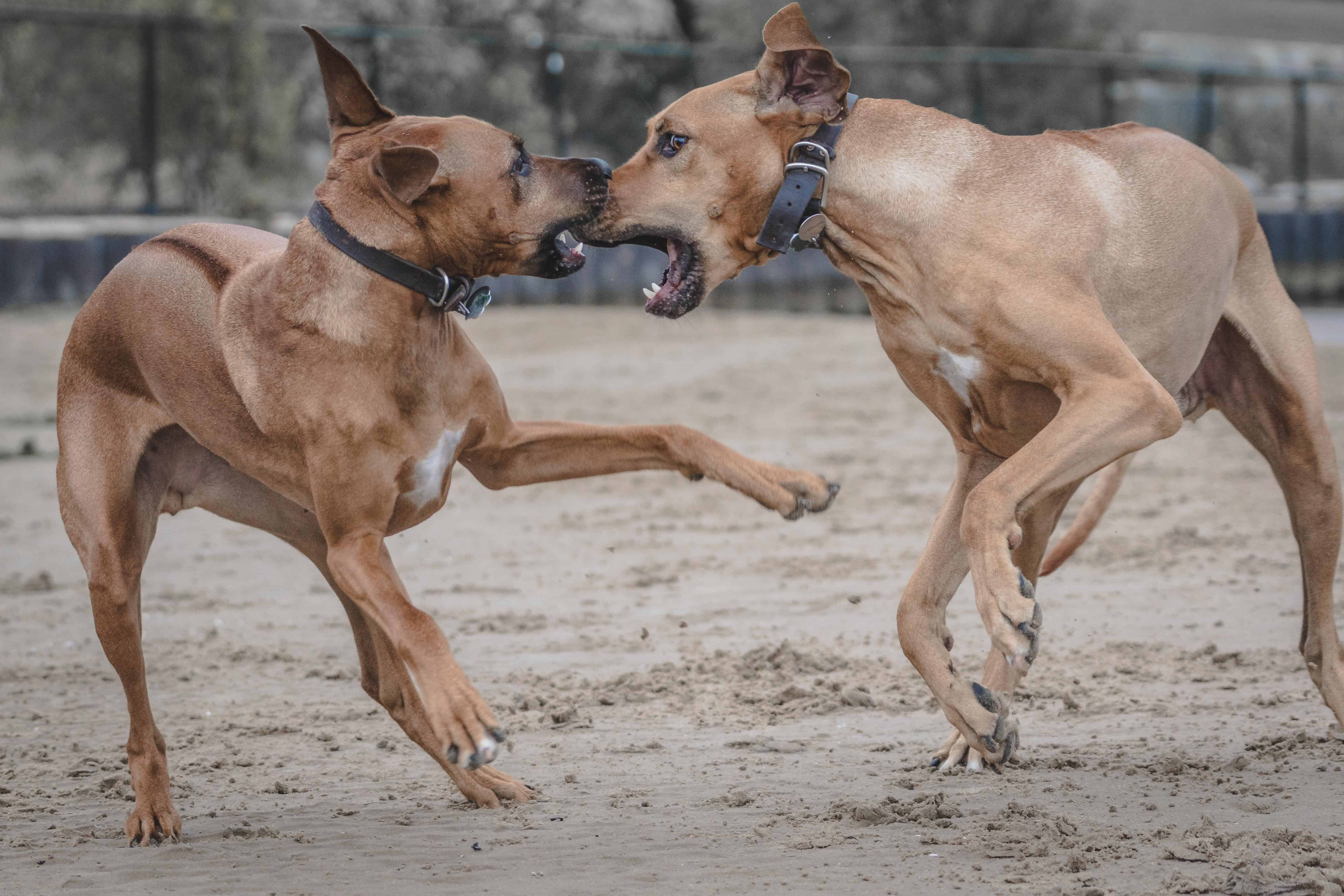 Rhodesian Ridgeback, Chicago, Montrose Dog Beach, Adventure, Marking Our Territory