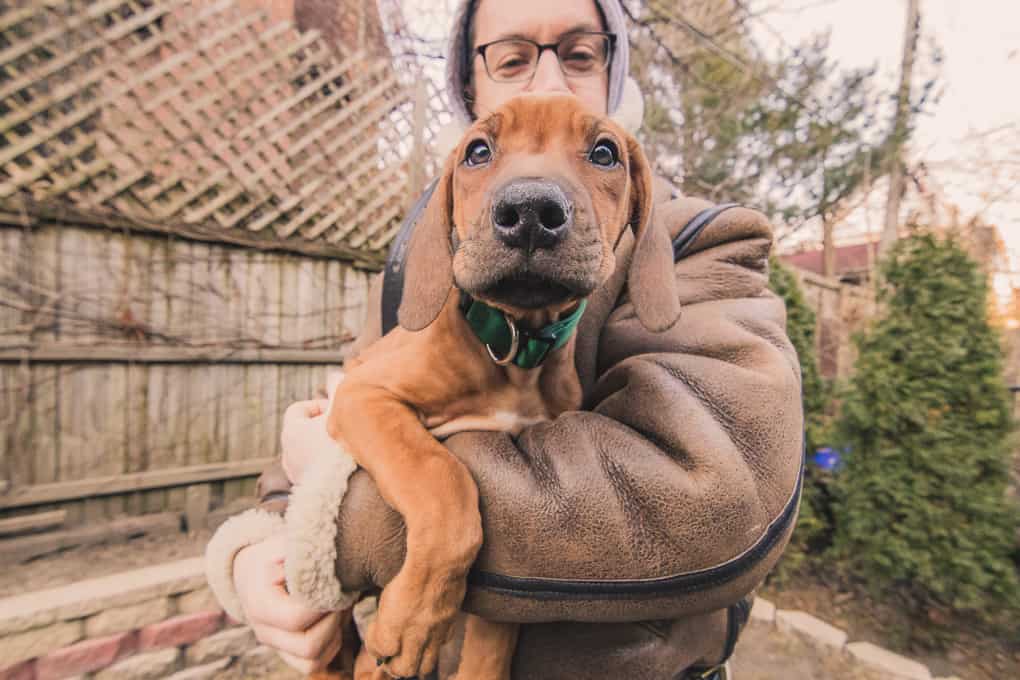 Rhodesian Ridgeback, puppy, chicago, marking our territory, zero