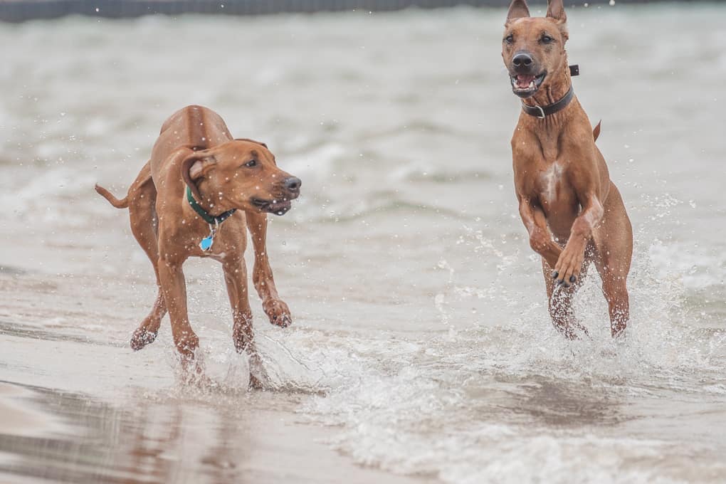 Rhodesian Ridgeback, montrose dog beach, chicago, marking our territory, puppy