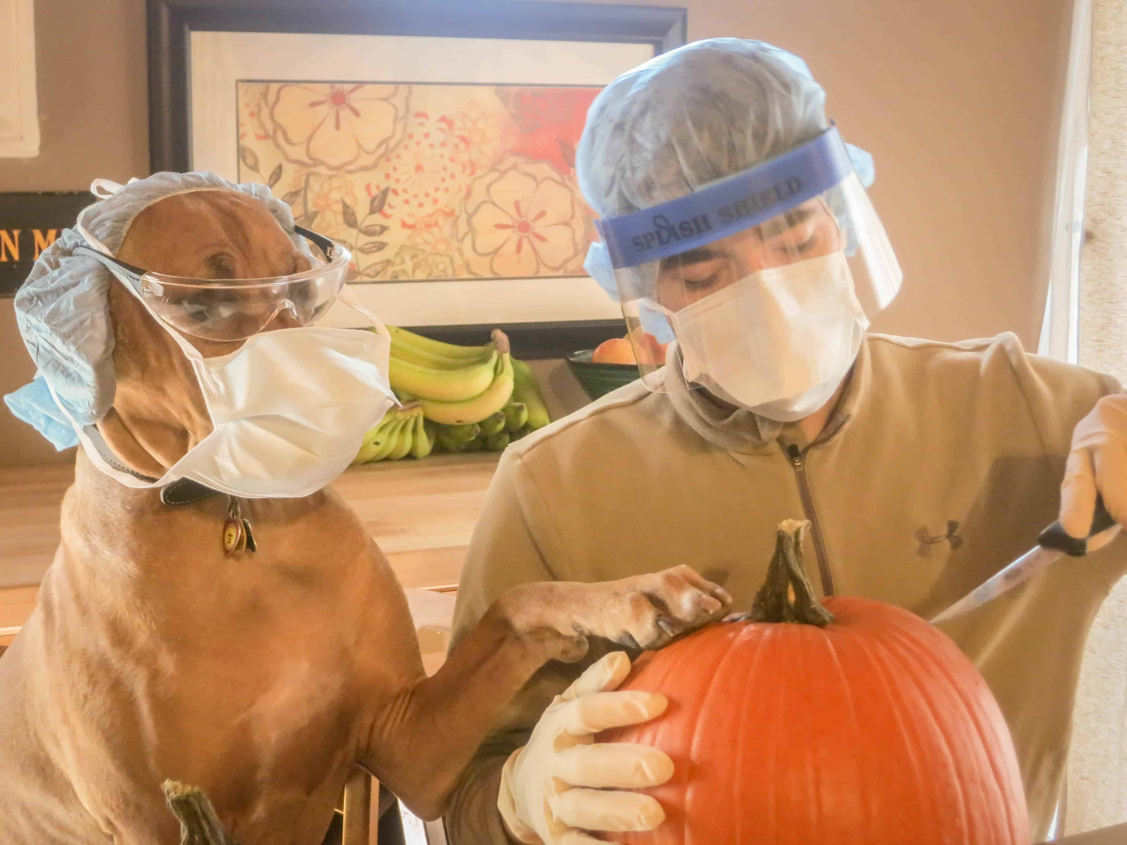 Dog, pumpkin, carving ,funny