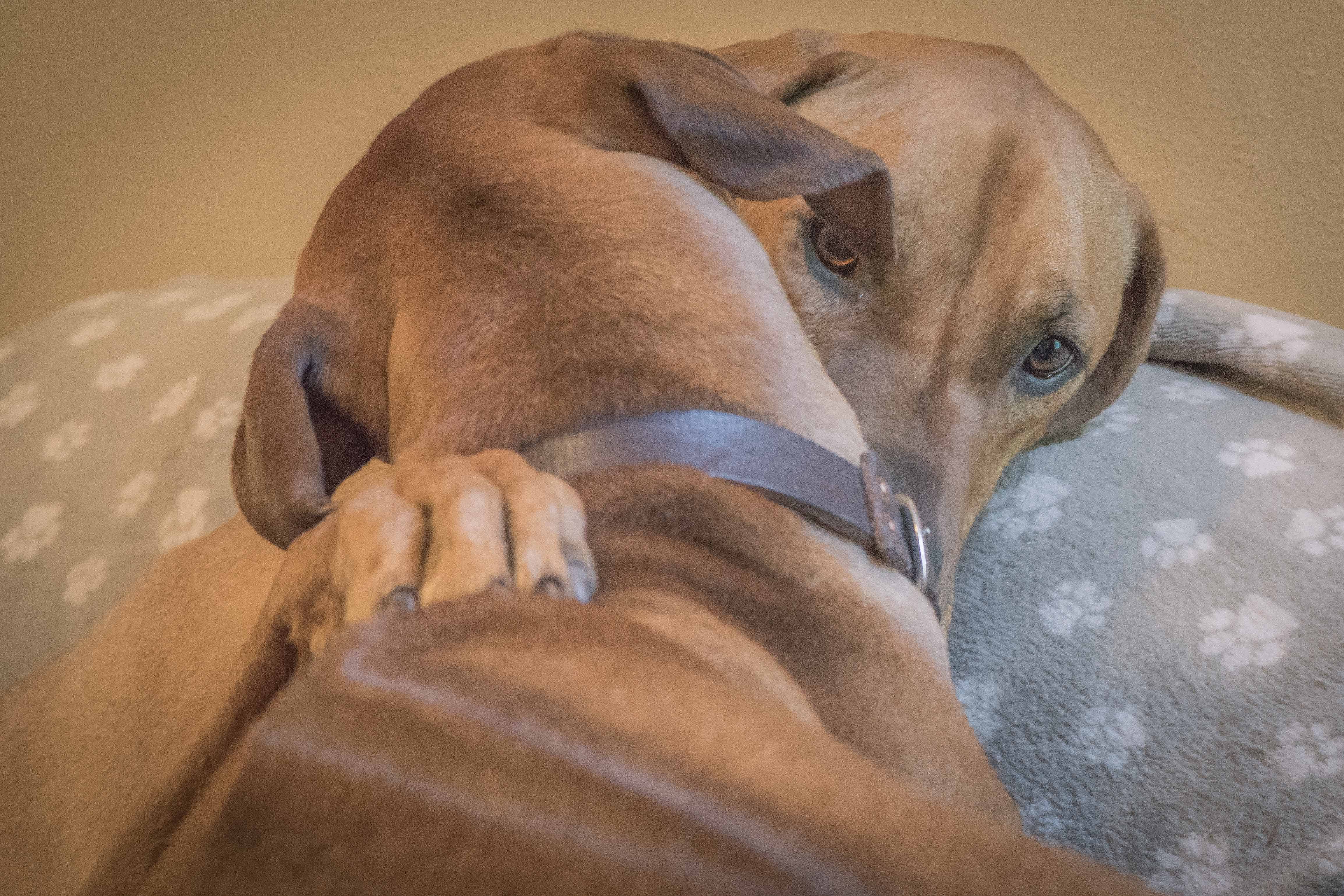 Rhodesian Ridgeback, puppy, cute, chicago