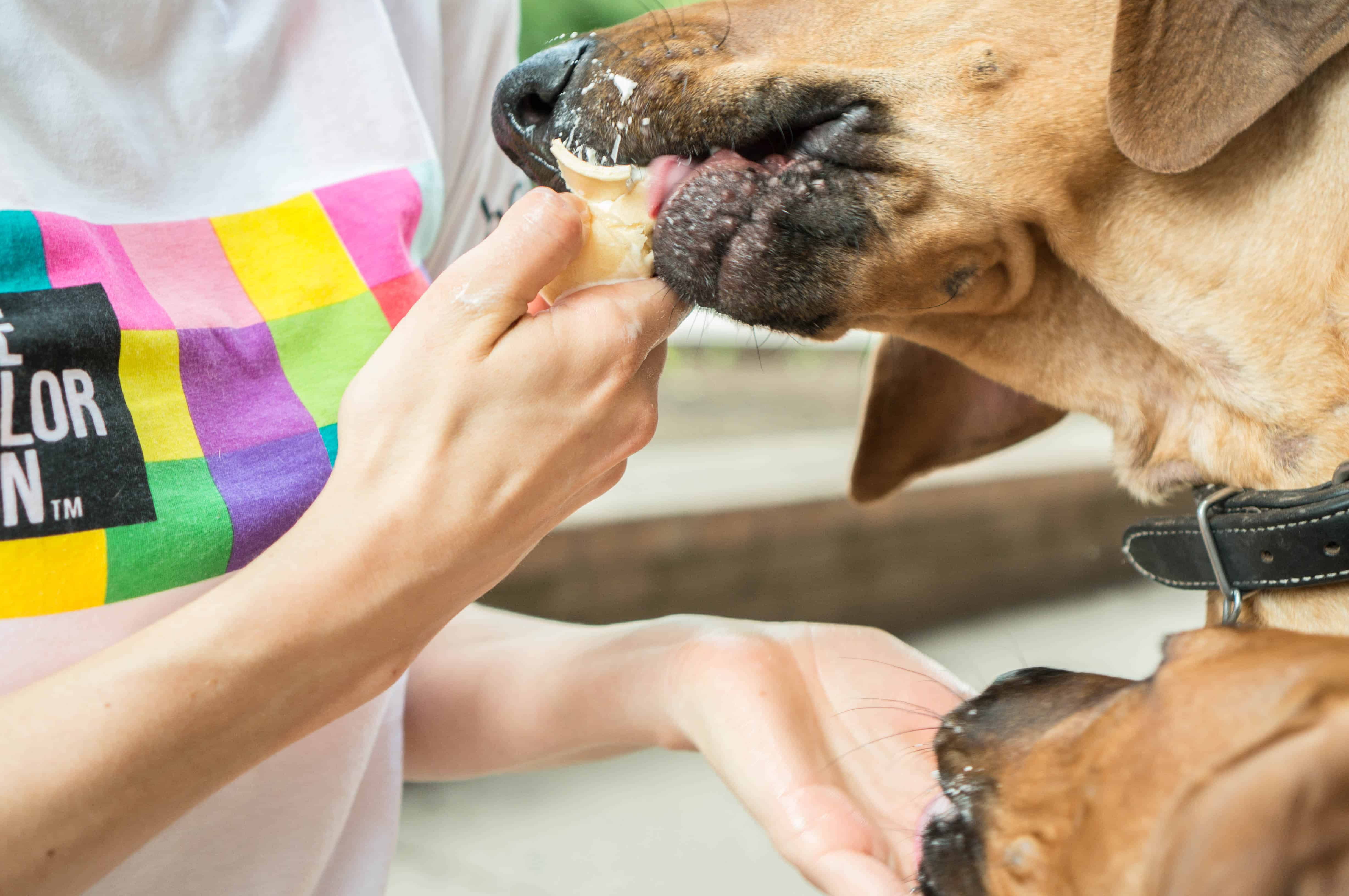 Rhodesian Ridgeback, puppy, chicago, adventure, blog, dogs, marking our territory