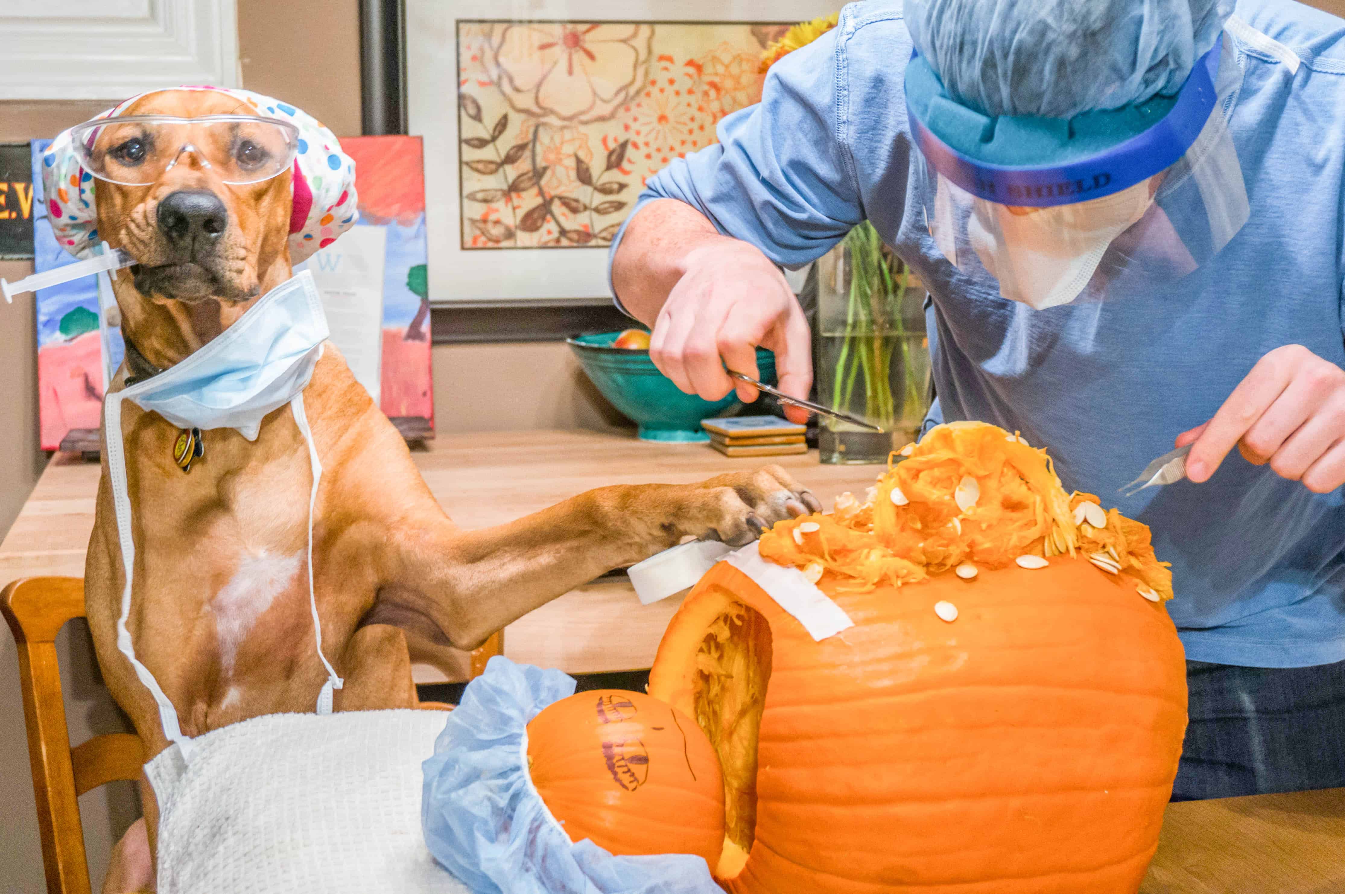 Dog, pumpkin, carving ,funny