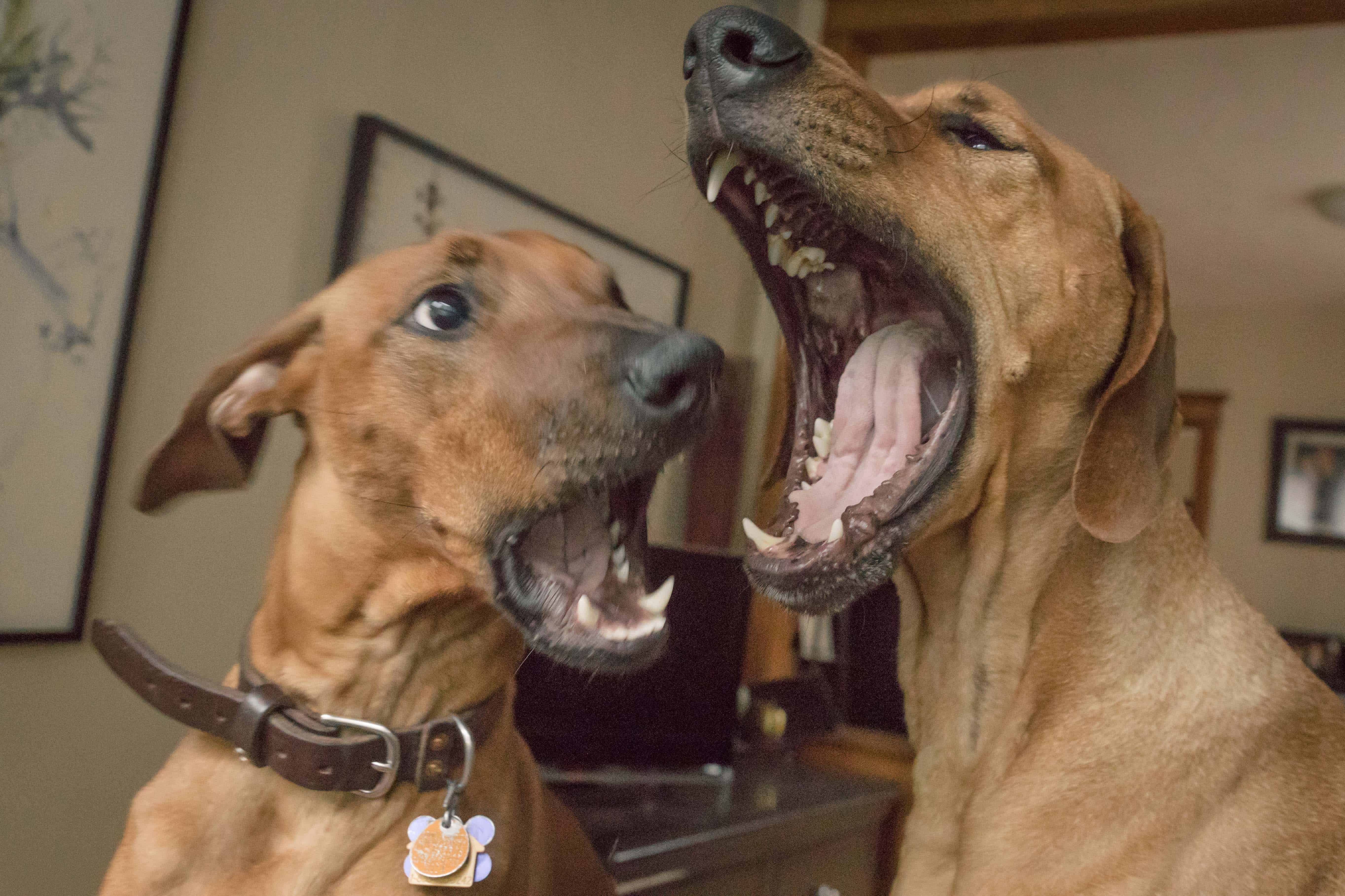 Rhodesian Ridgeback, puppy, cute, chicago