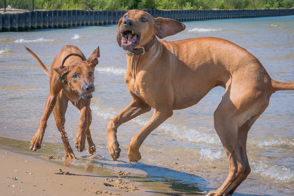 Rhodesian Ridgeback, blog, chicago, montrose beach, 