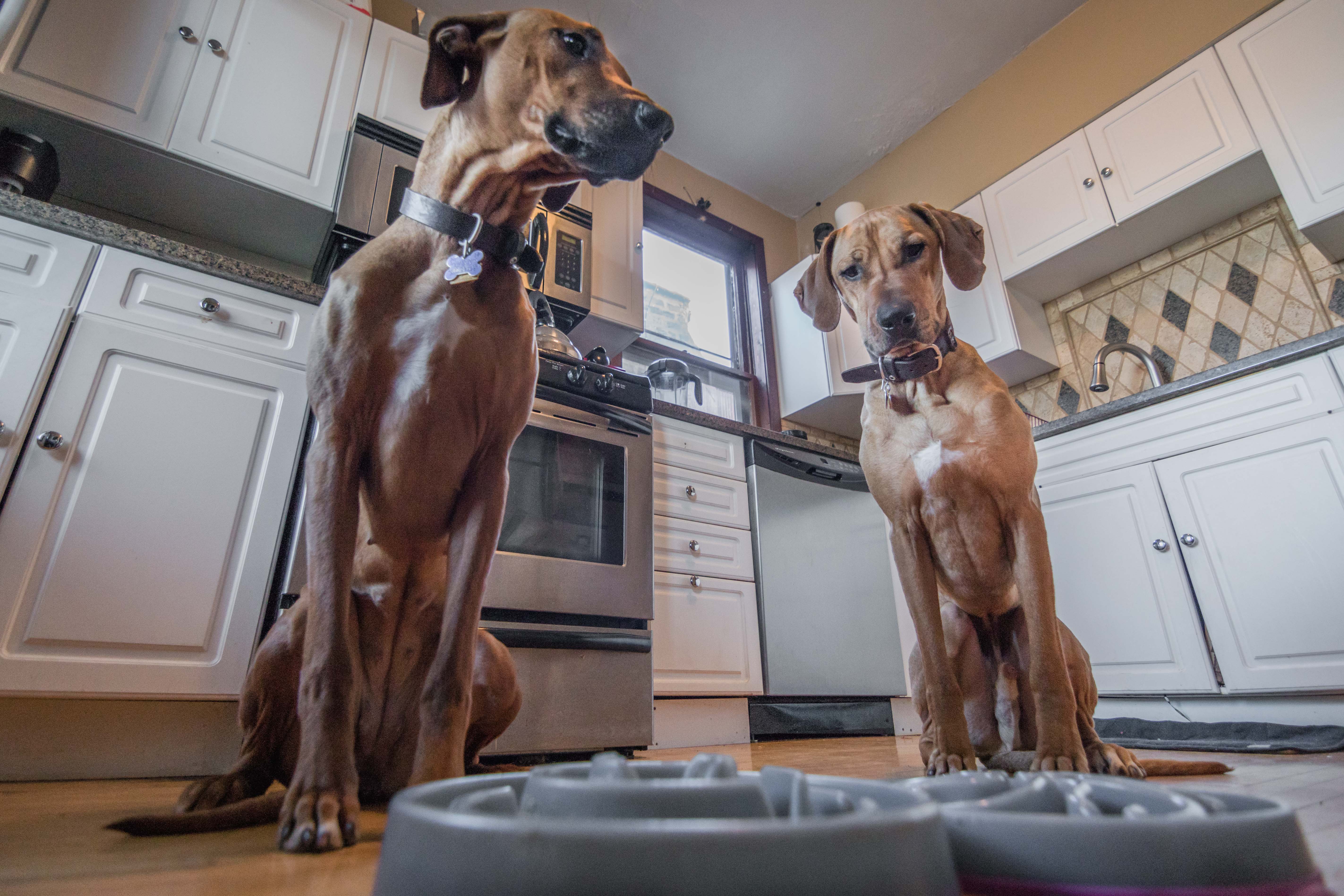 Rhodesian Ridgeback, puppy, photos, marking our territory, chicago