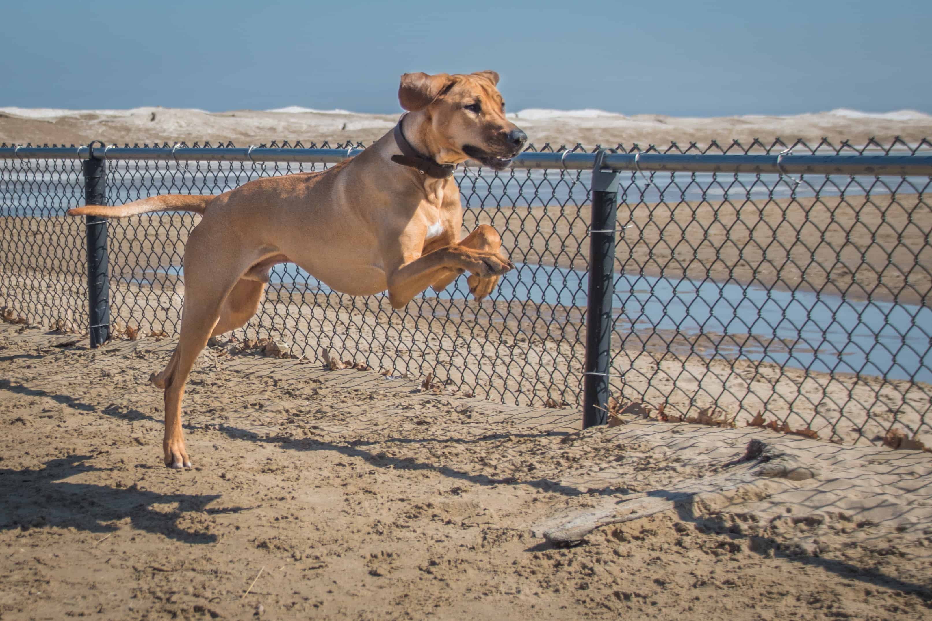 Montrose Dog Beach, Chicago, blog,  marking our territory, rhodesian ridgeback