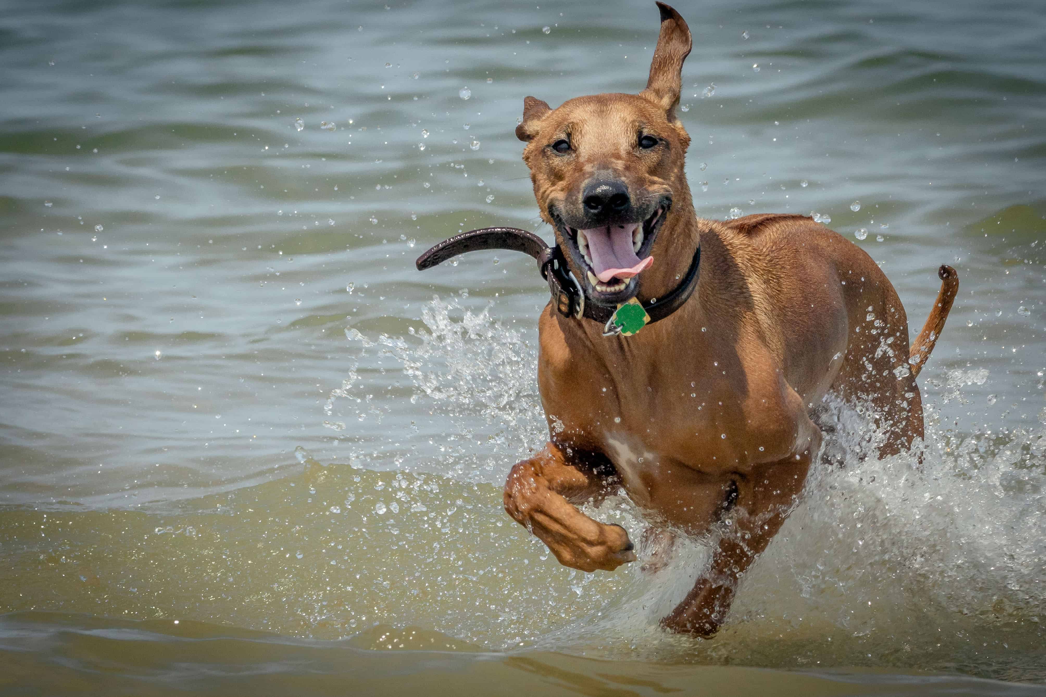 Rhodesian Ridgeback, puppy, chicago, Montrose Dog Beach, cute, adventure