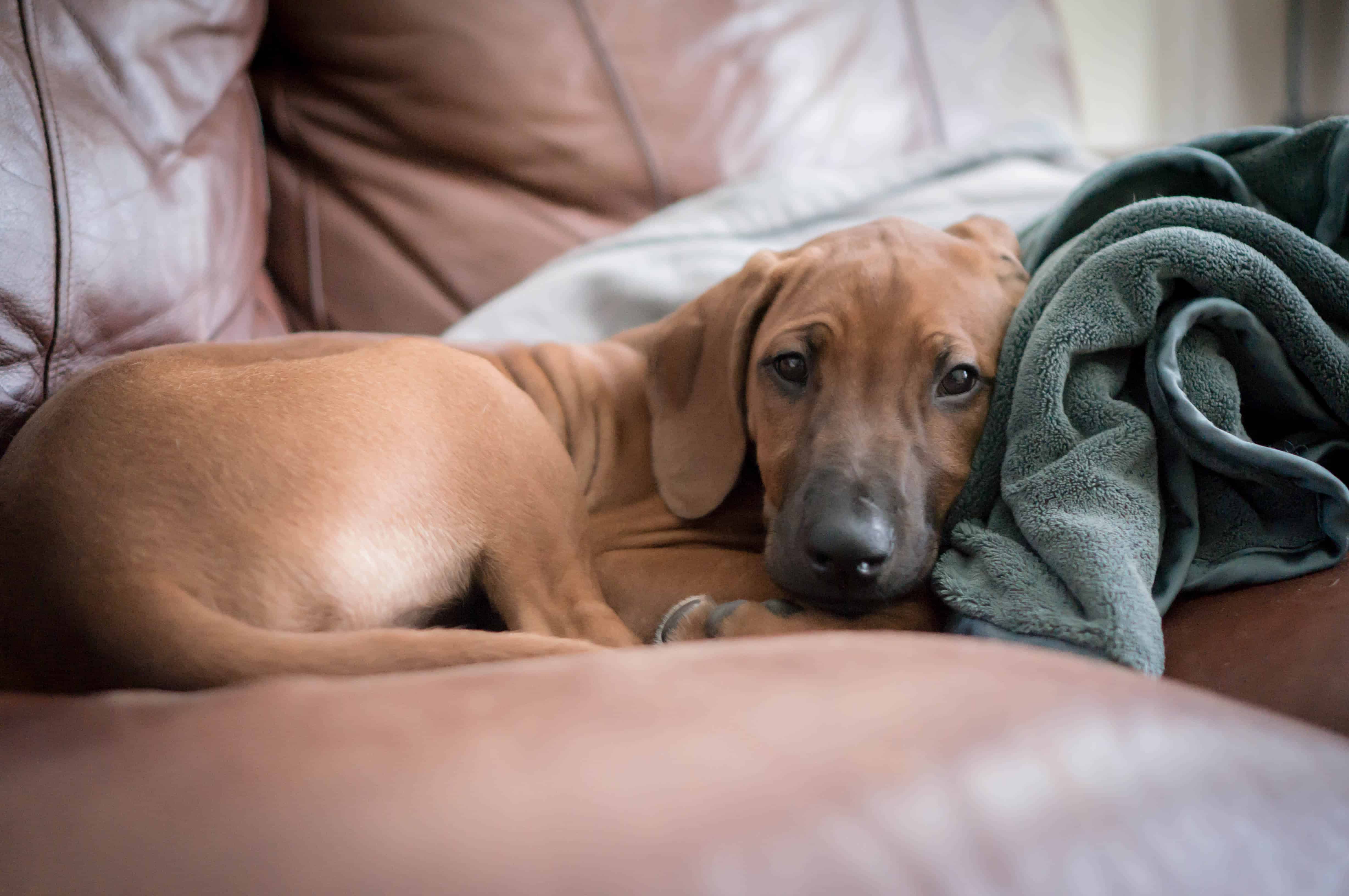 rhodesian ridgeback, puppy, marking our territory, adventure