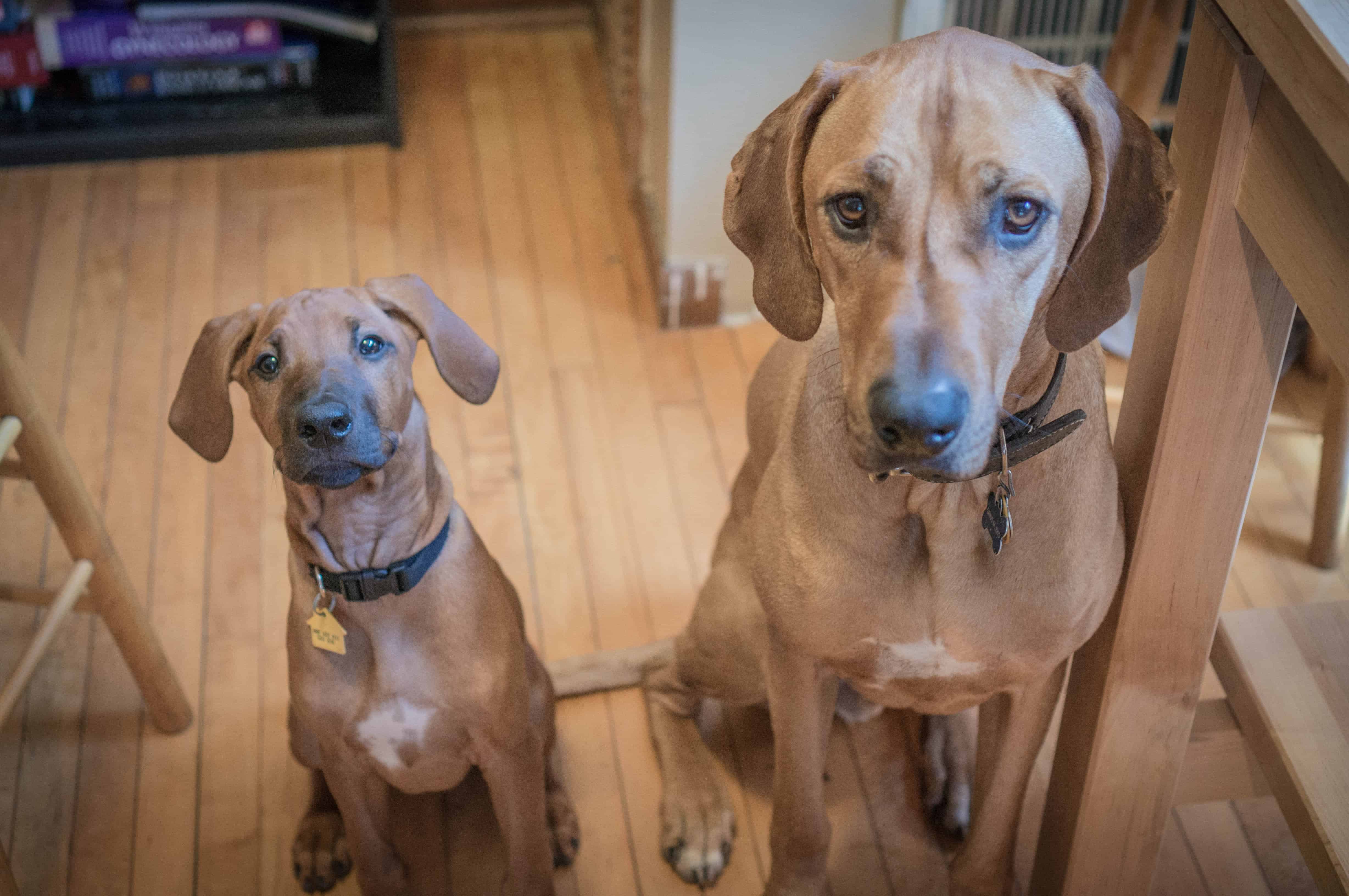 rhodesian ridgeback, puppy, marking our territory, adventure