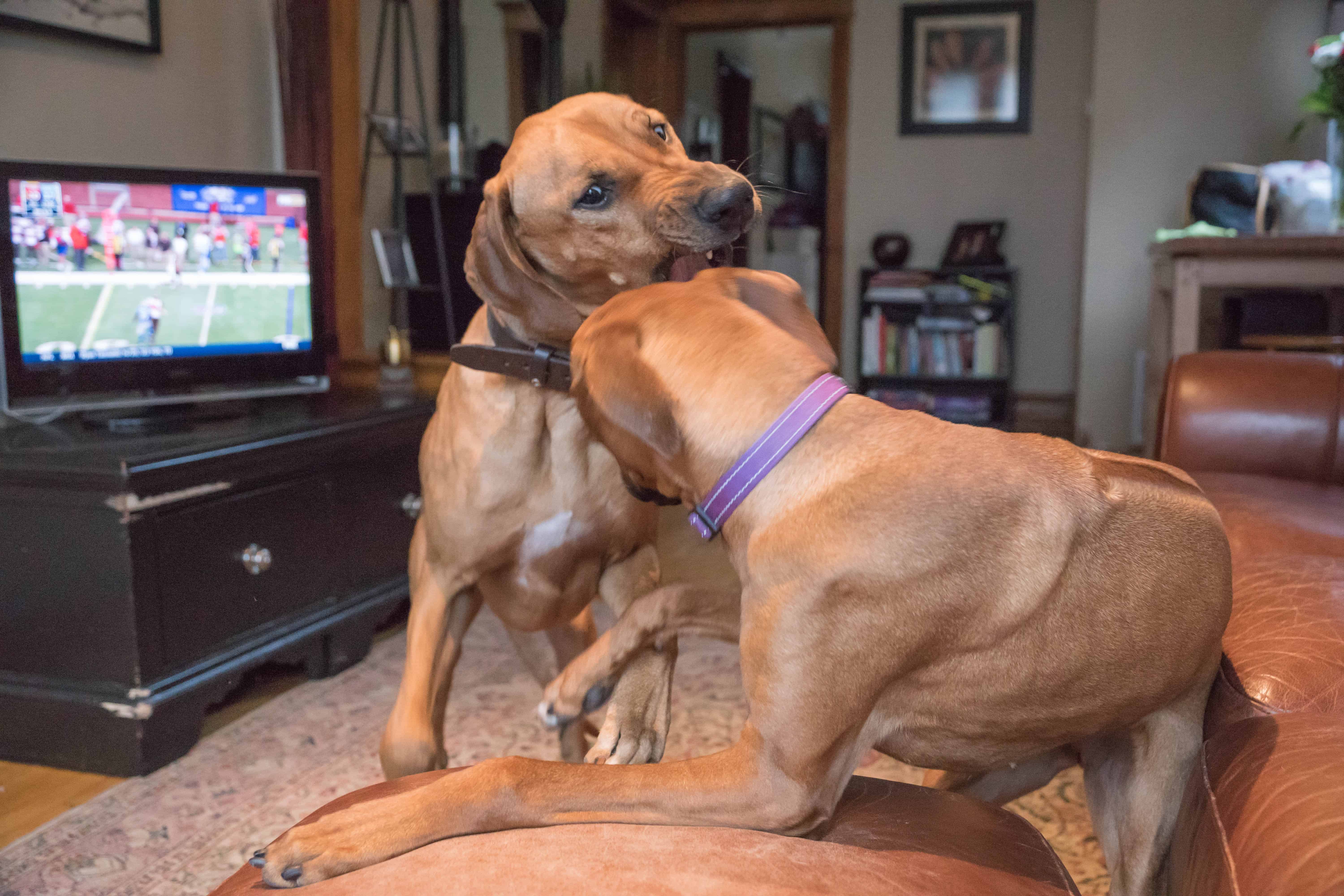 Rhodesian Ridgeback, adventure, puppy