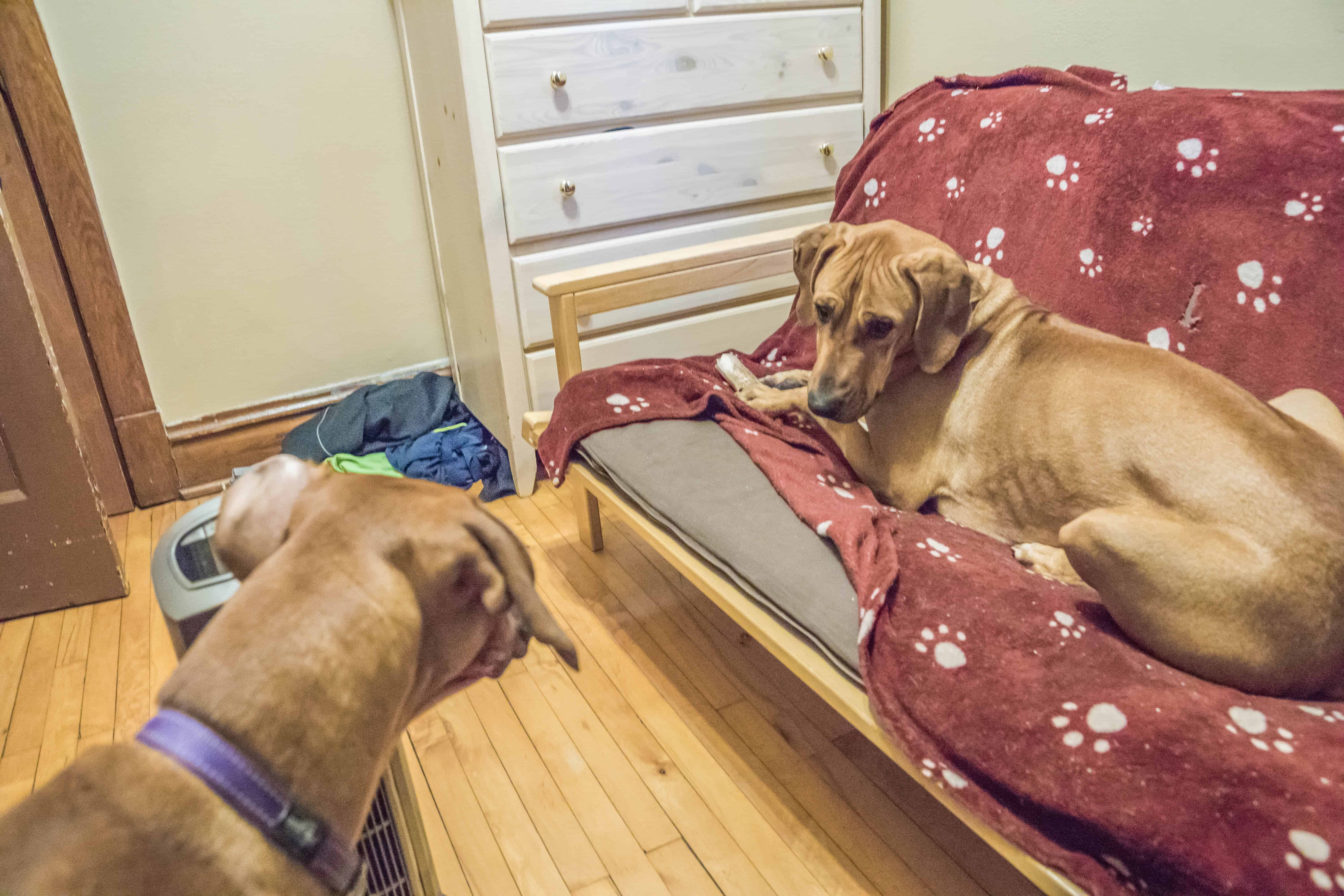 Rhodesian Ridgeback, adventure, puppy