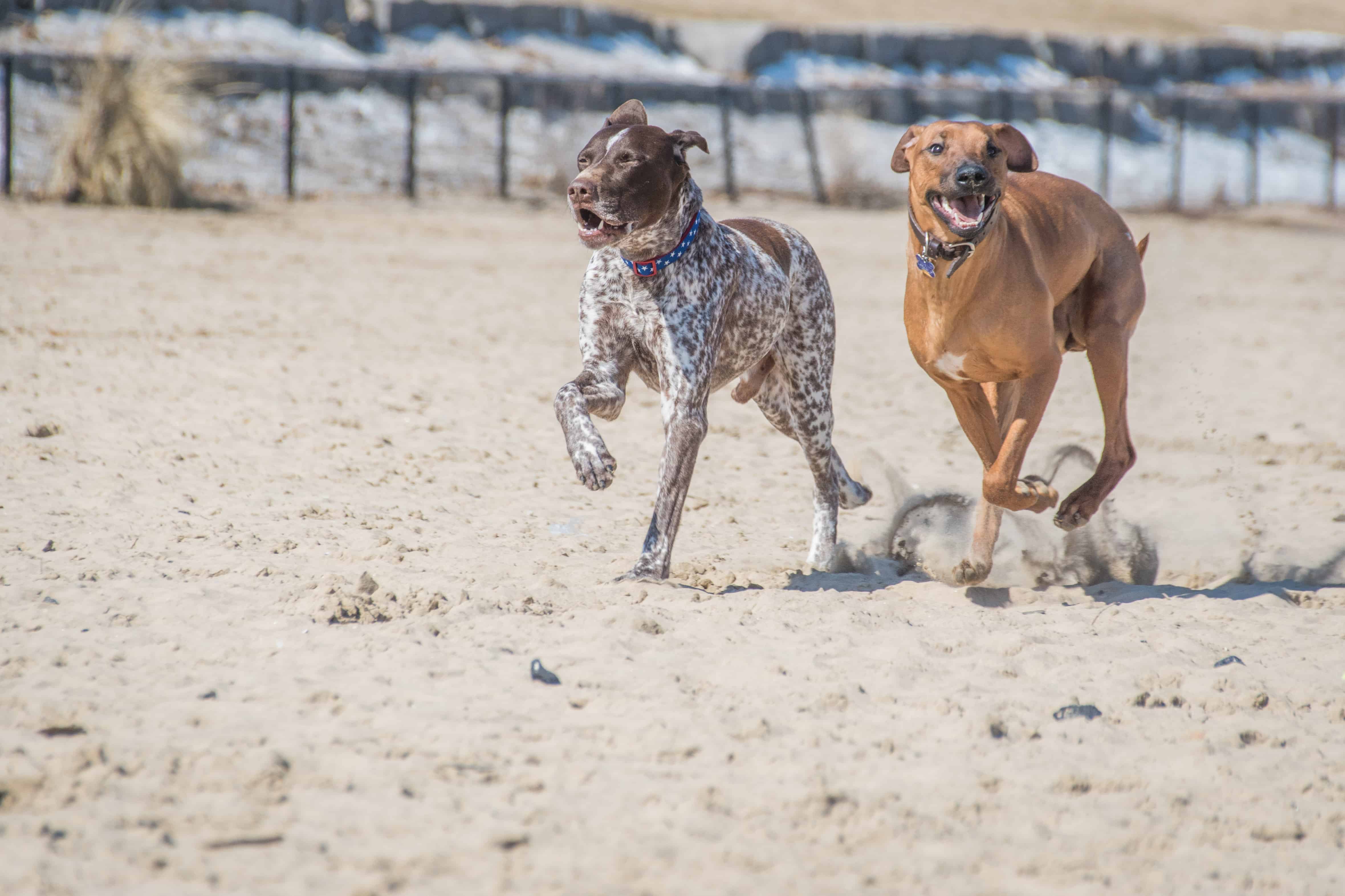 Montrose Dog Beach, Chicago, blog,  marking our territory, rhodesian ridgeback