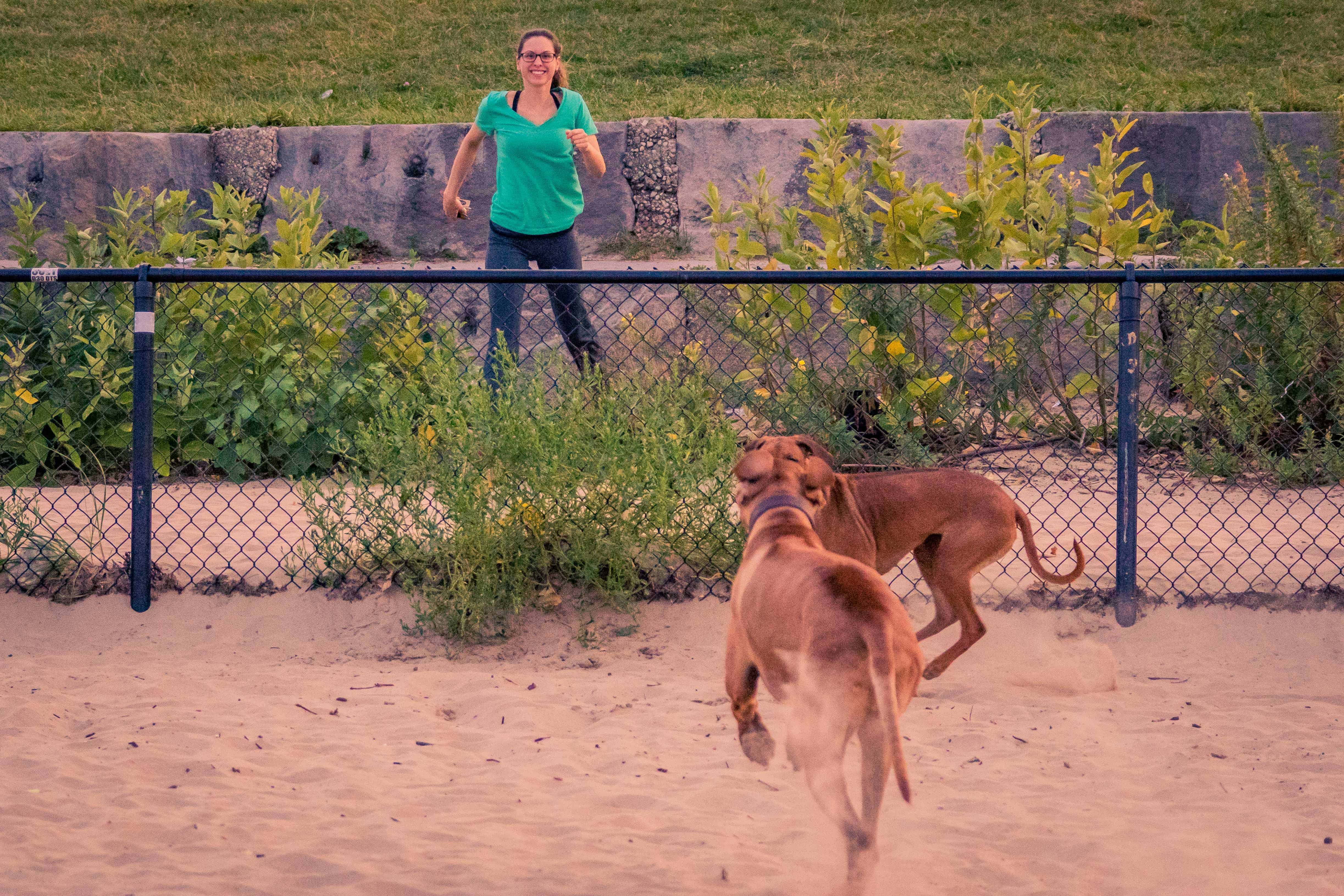 Rhodesian Ridgeback, chicago, puppy, montrose dog beach