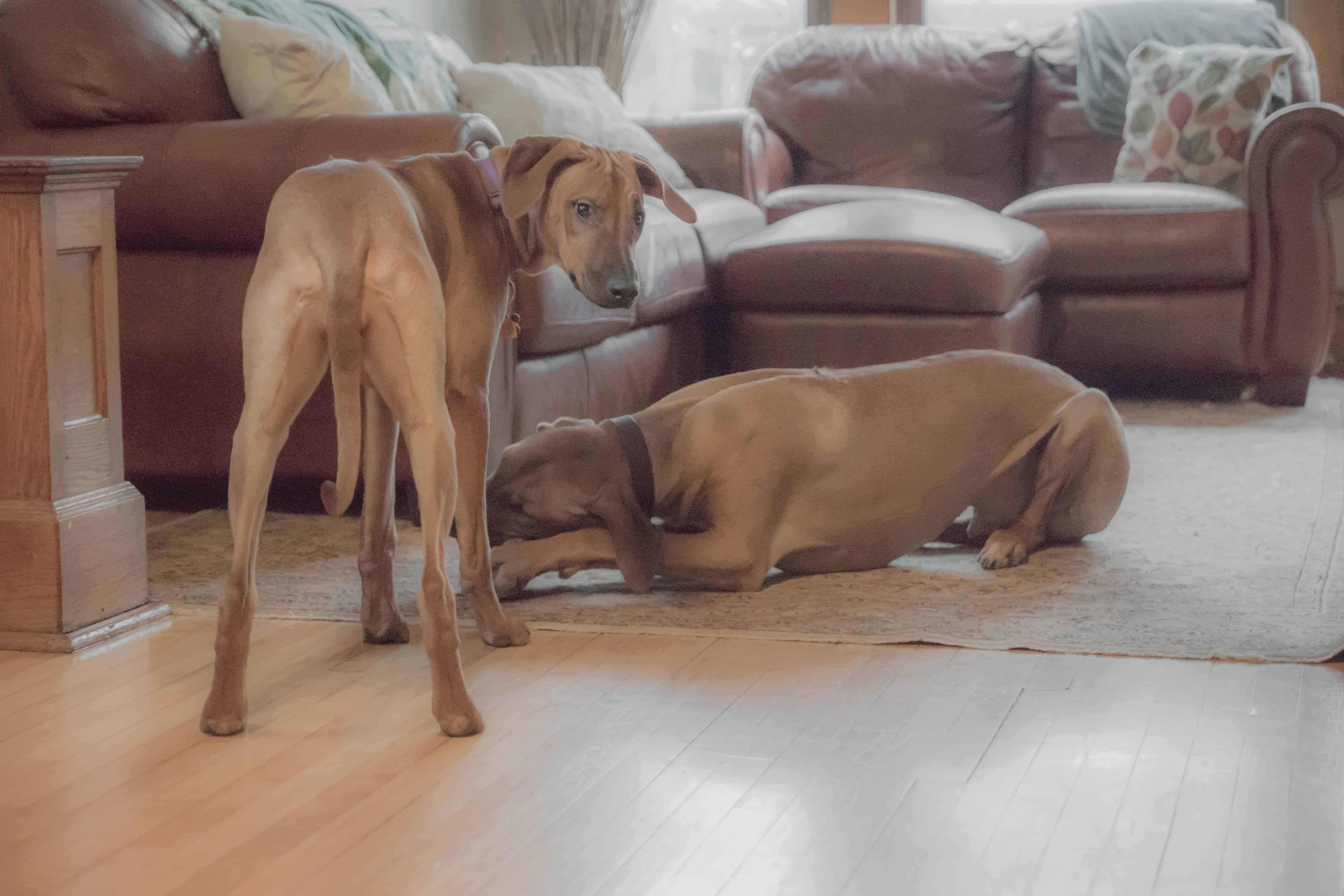 Rhodesian Ridgeback, adventure, puppy