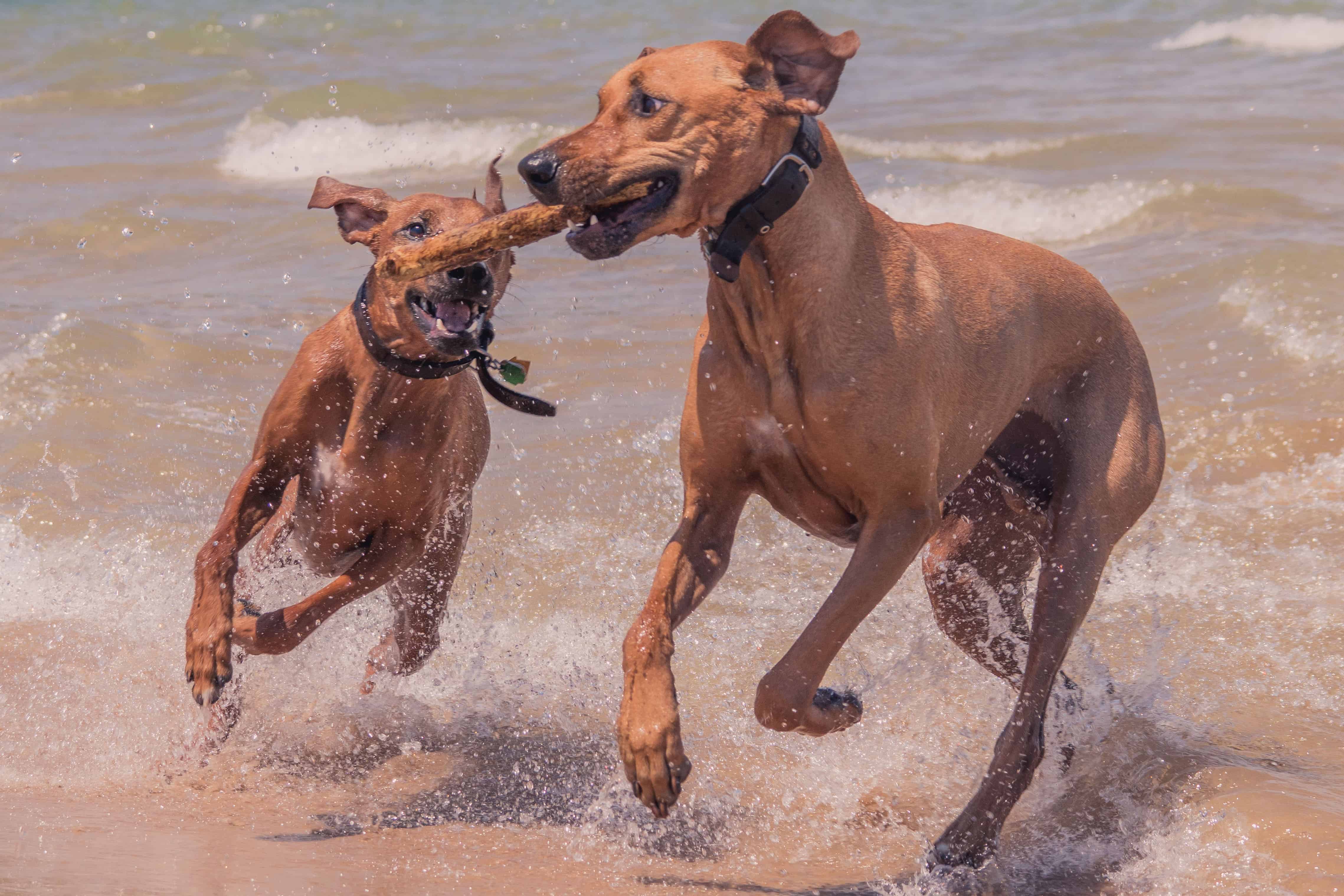 Rhodesian Ridgeback, puppy, chicago, Montrose Dog Beach, cute, adventure