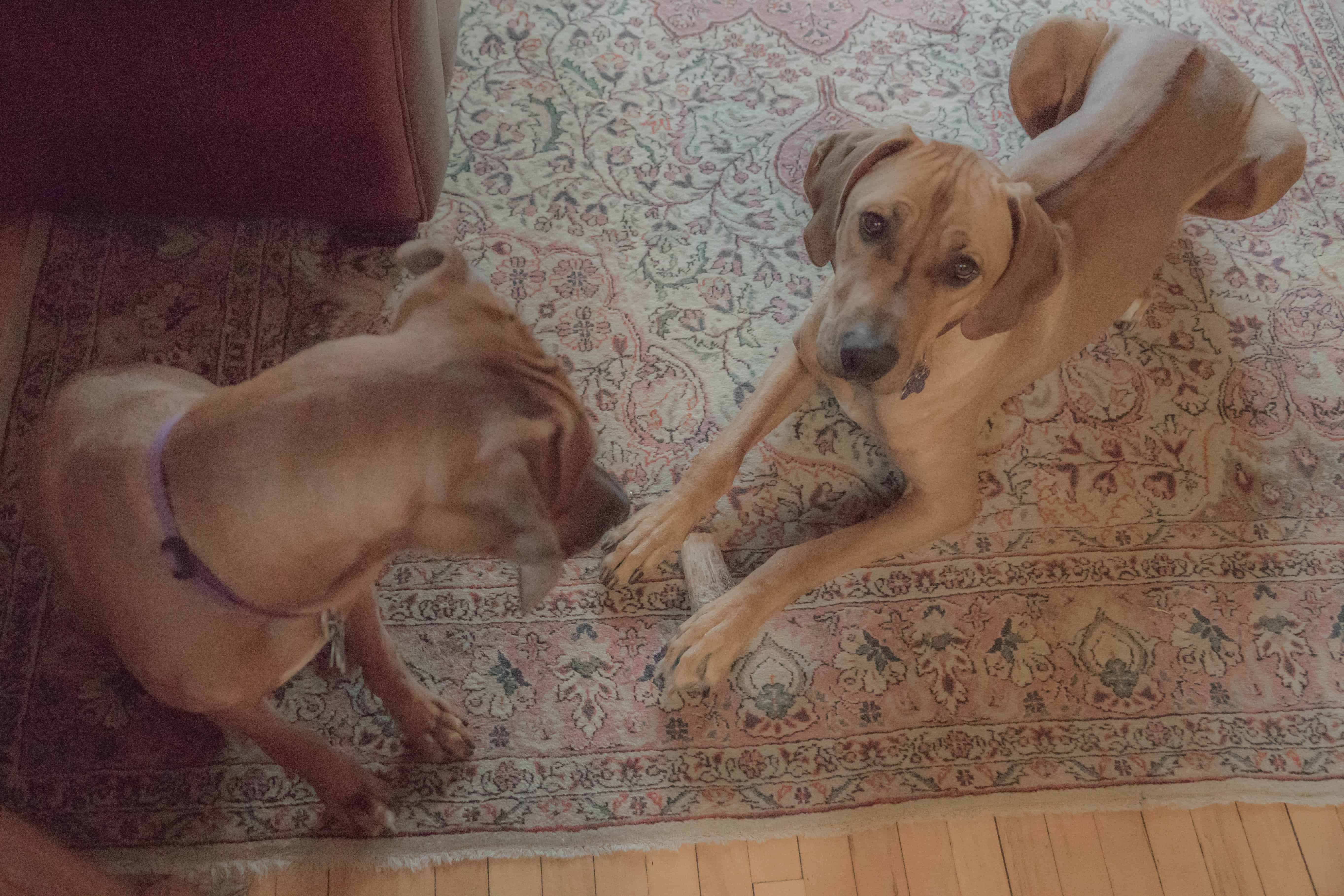 Rhodesian Ridgeback, adventure, puppy