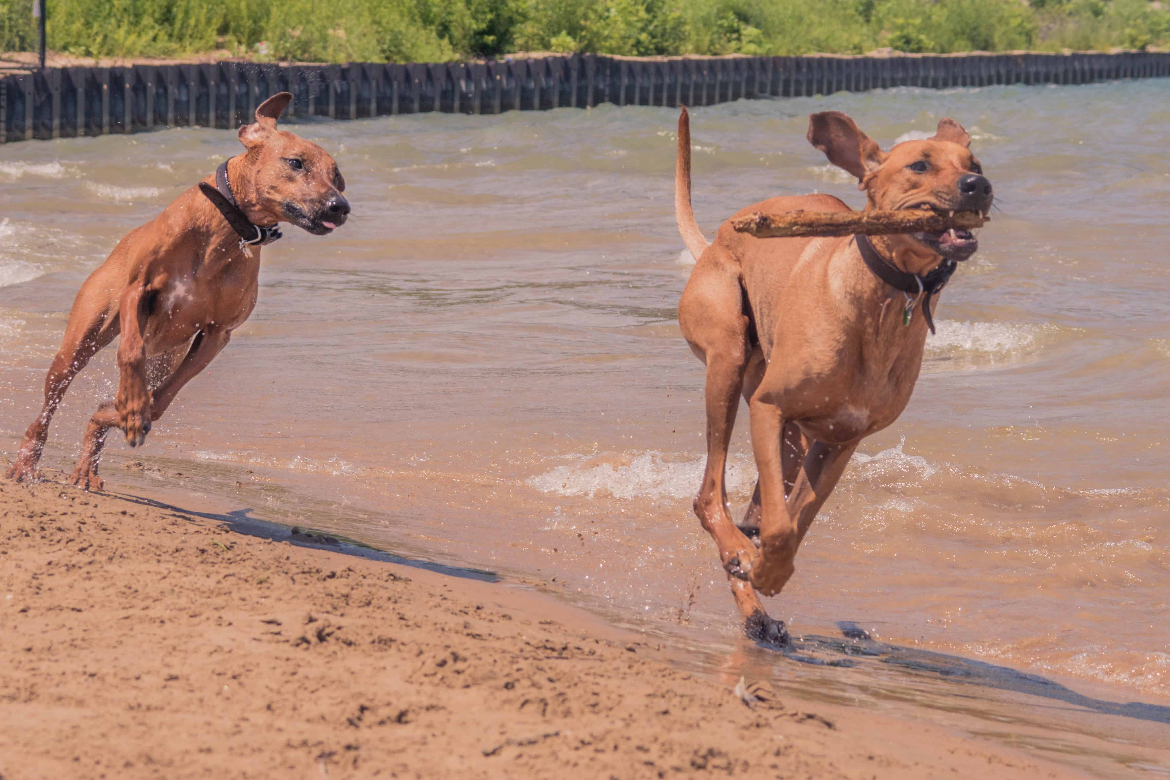 Rhodesian Ridgeback, puppy, chicago, Montrose Dog Beach, cute, adventure