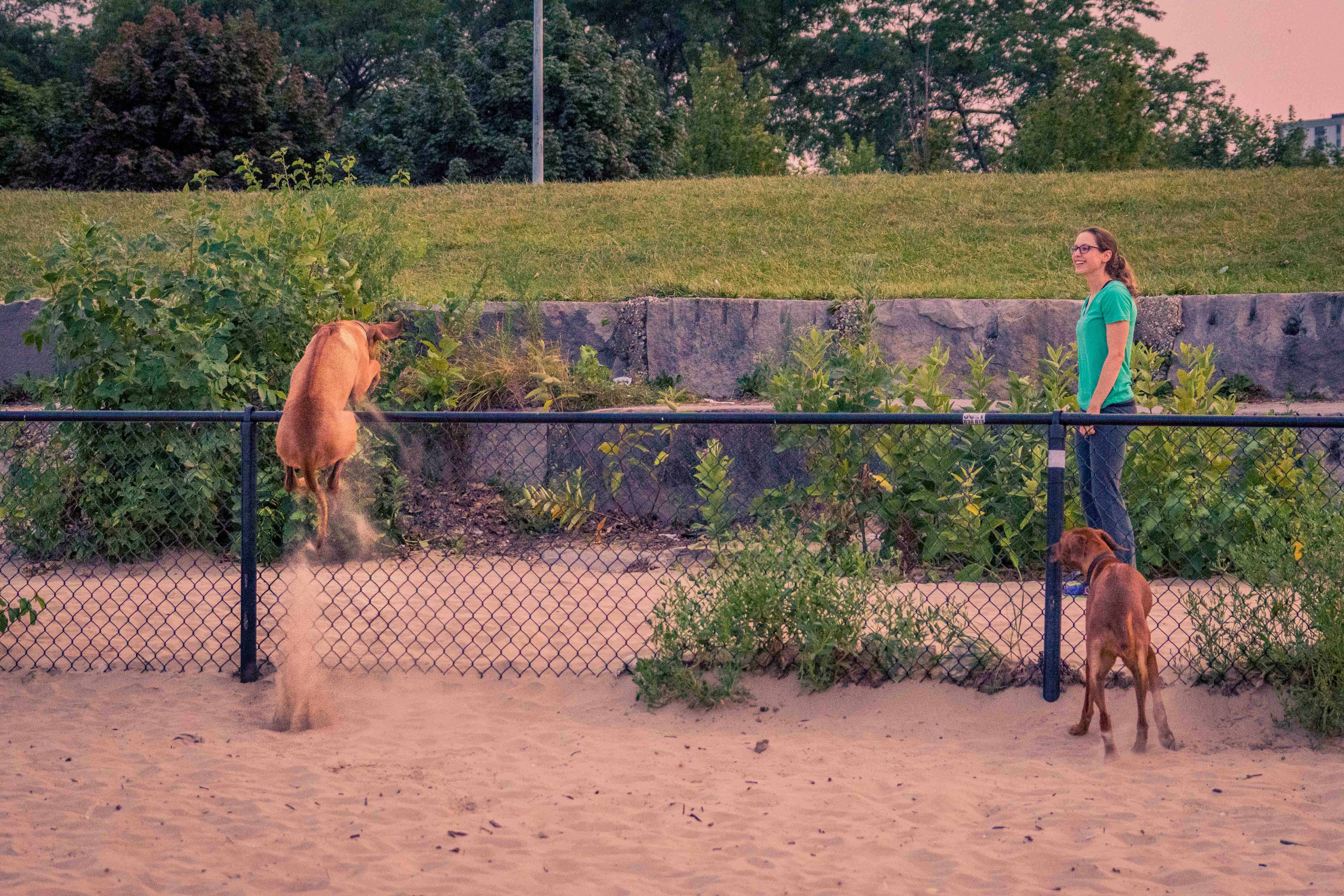 Rhodesian Ridgeback, chicago, puppy, montrose dog beach