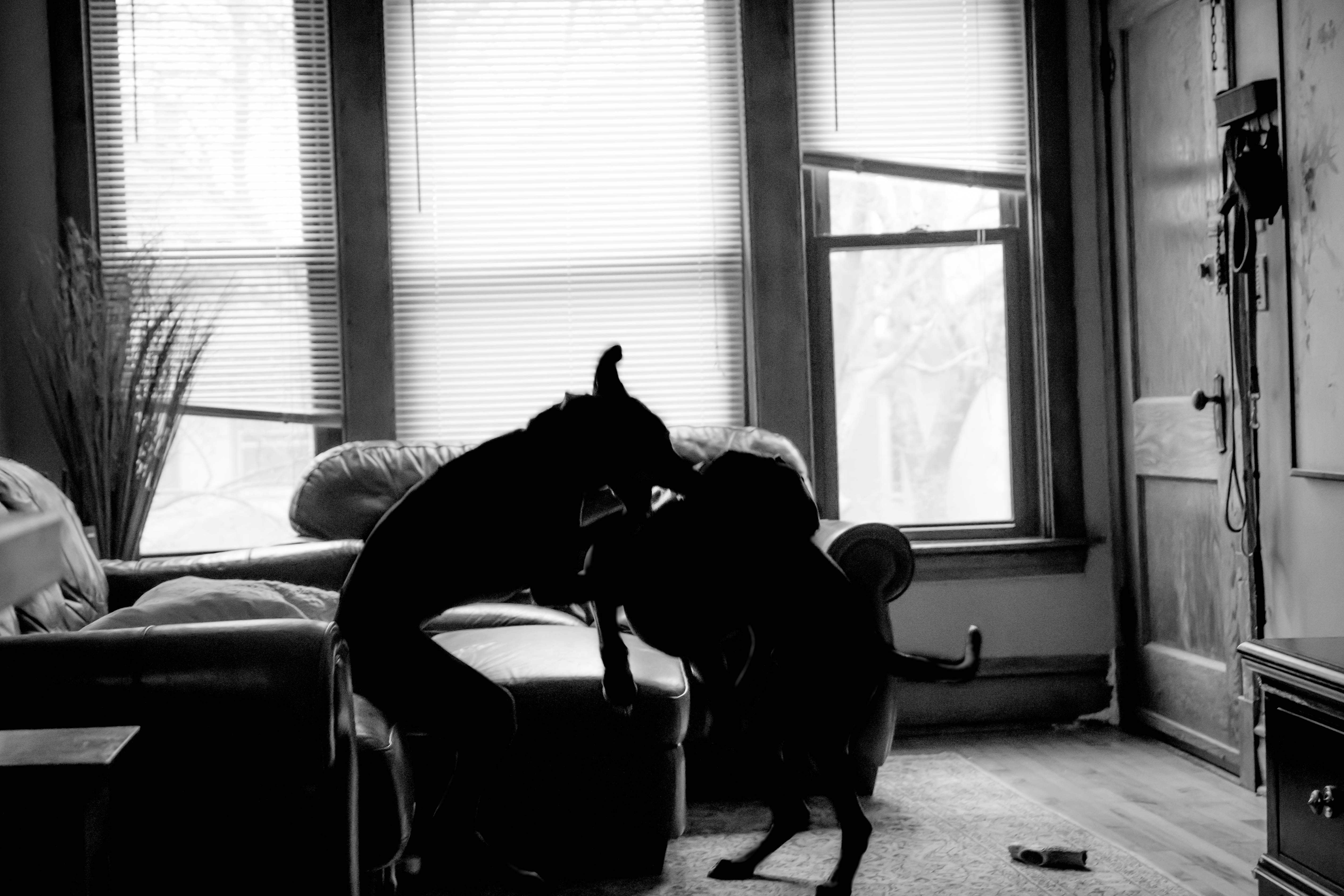 Rhodesian Ridgeback, adventure, puppy