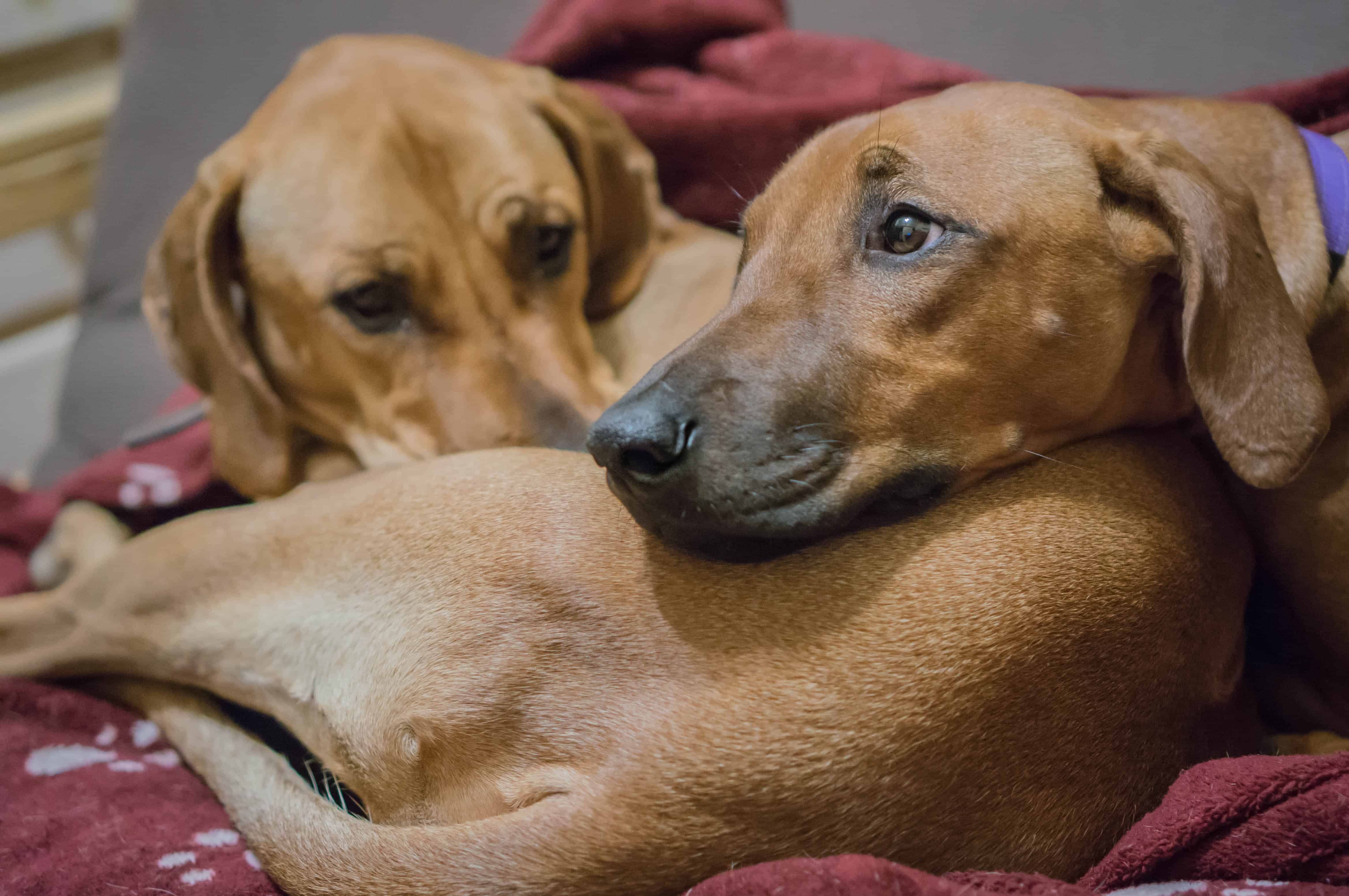 Rhodesian Ridgeback, adventure, puppy