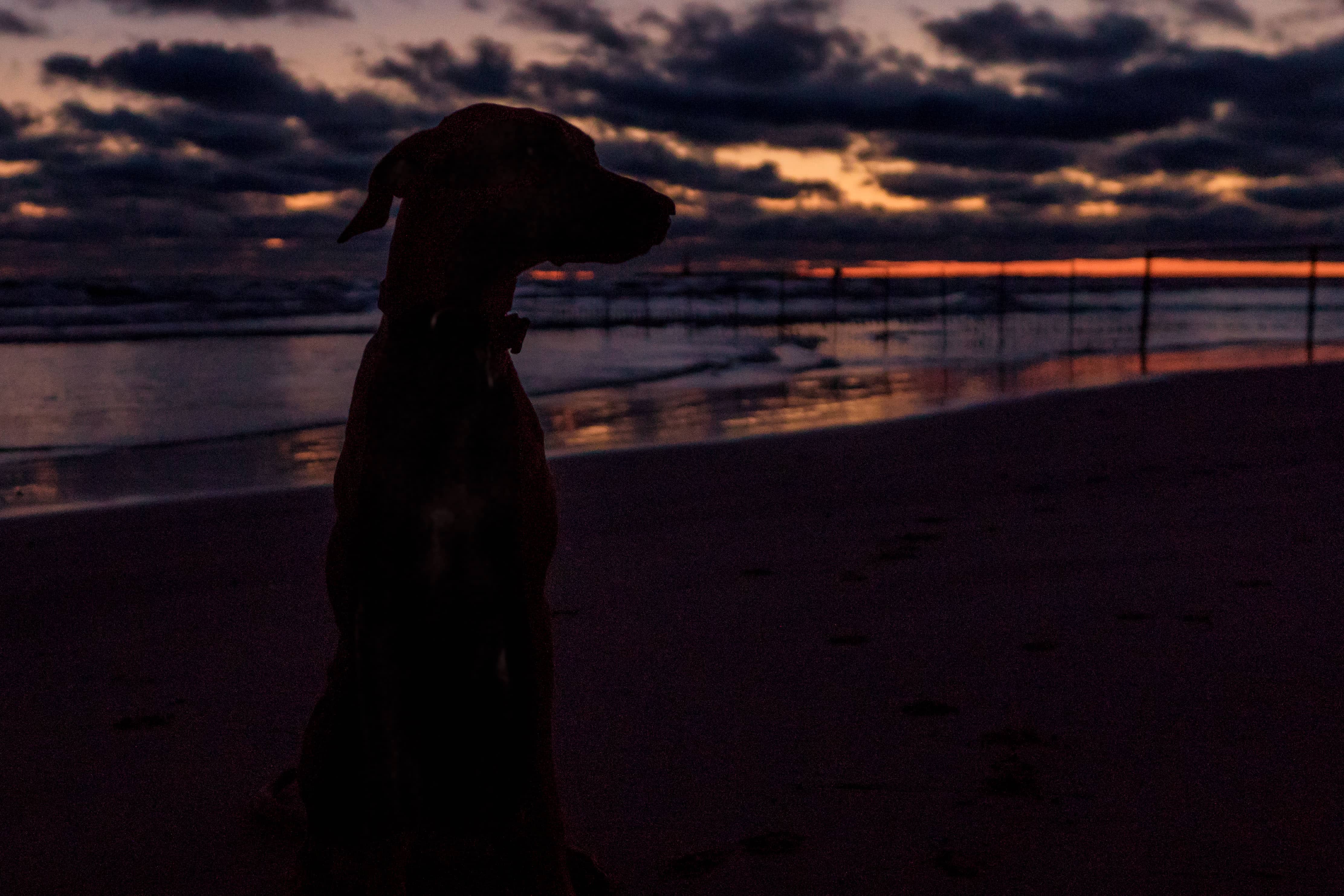 Rhodesian Ridgeback, Montrose Dog Beach, Chicago, Sunrise