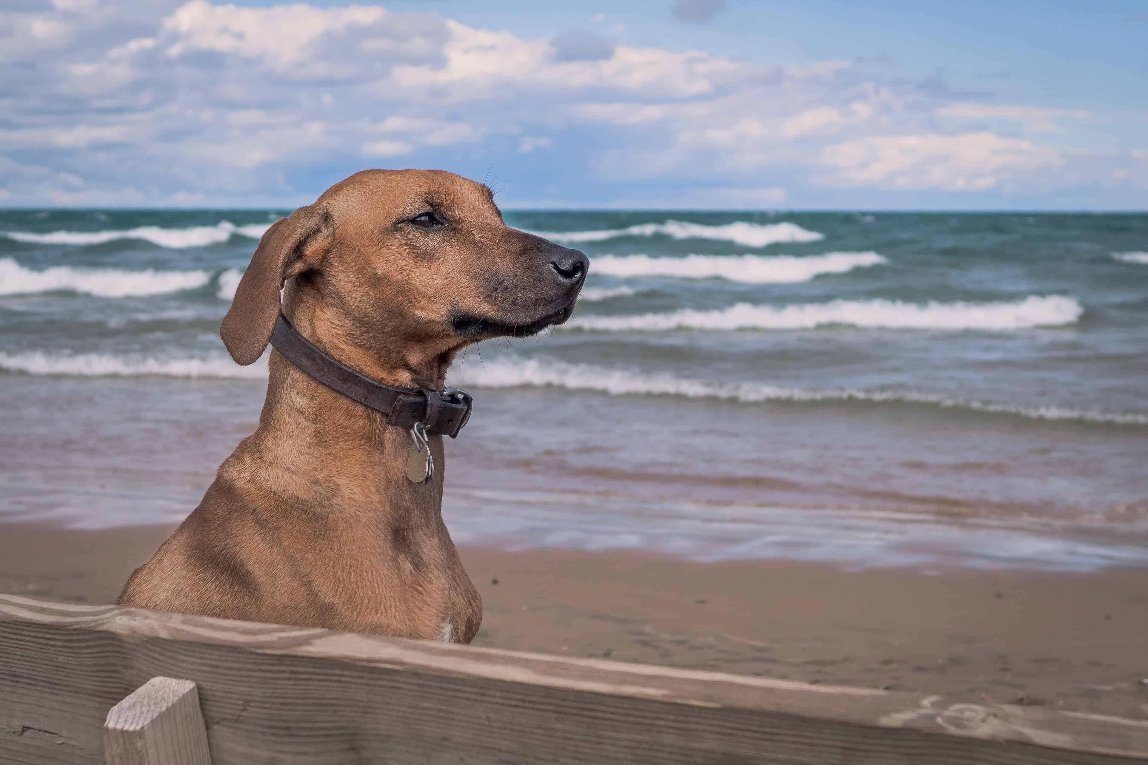 Rhodesian Ridgeback, chicago, marking our territory