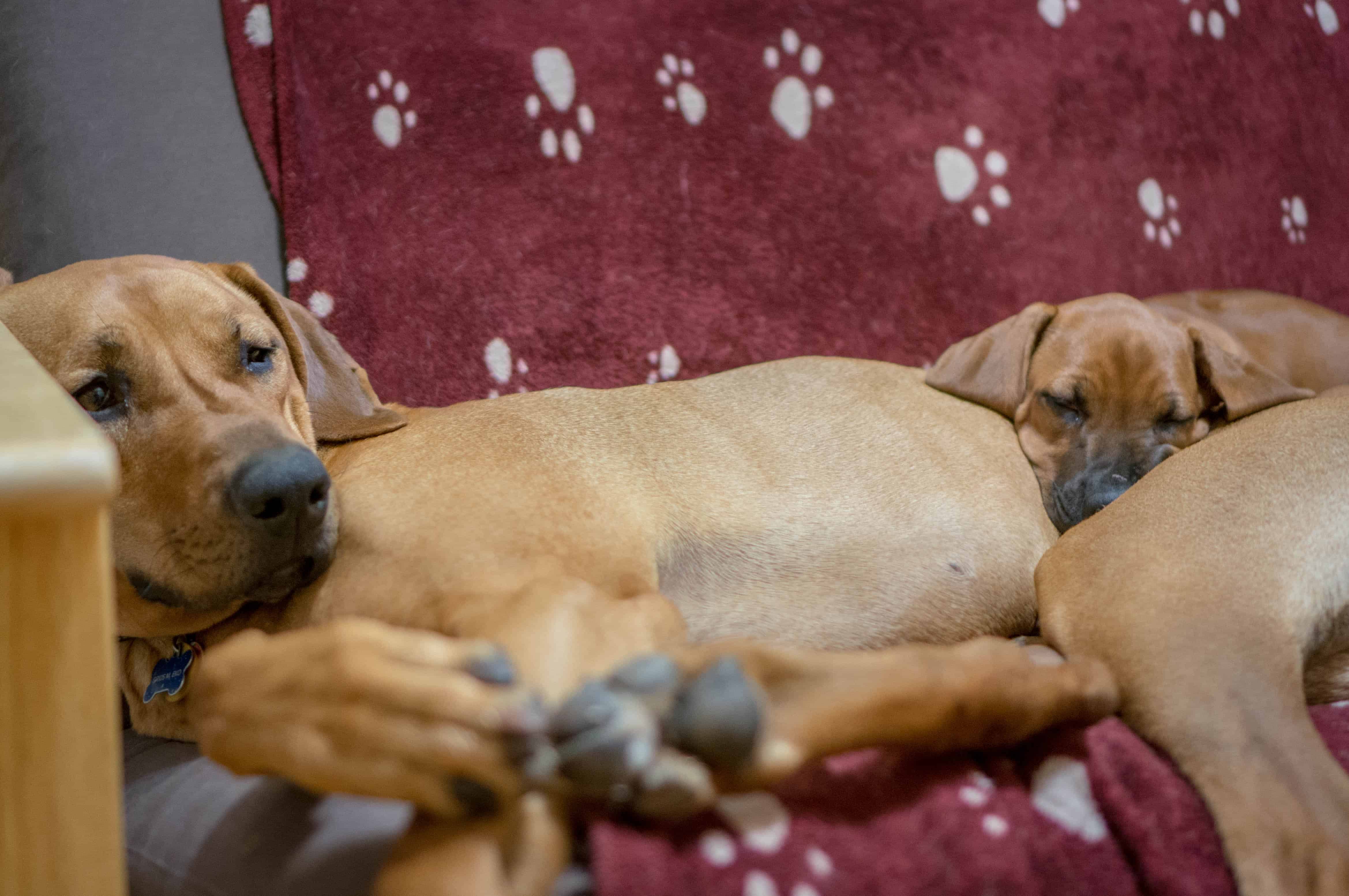 Rhodesian Ridgeback, puppy, chicago, marking our territory, funny