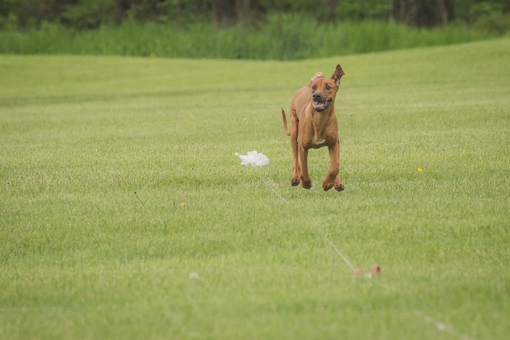 Rhodesian Ridgeback, Lure Coursing, Marking Our Territory