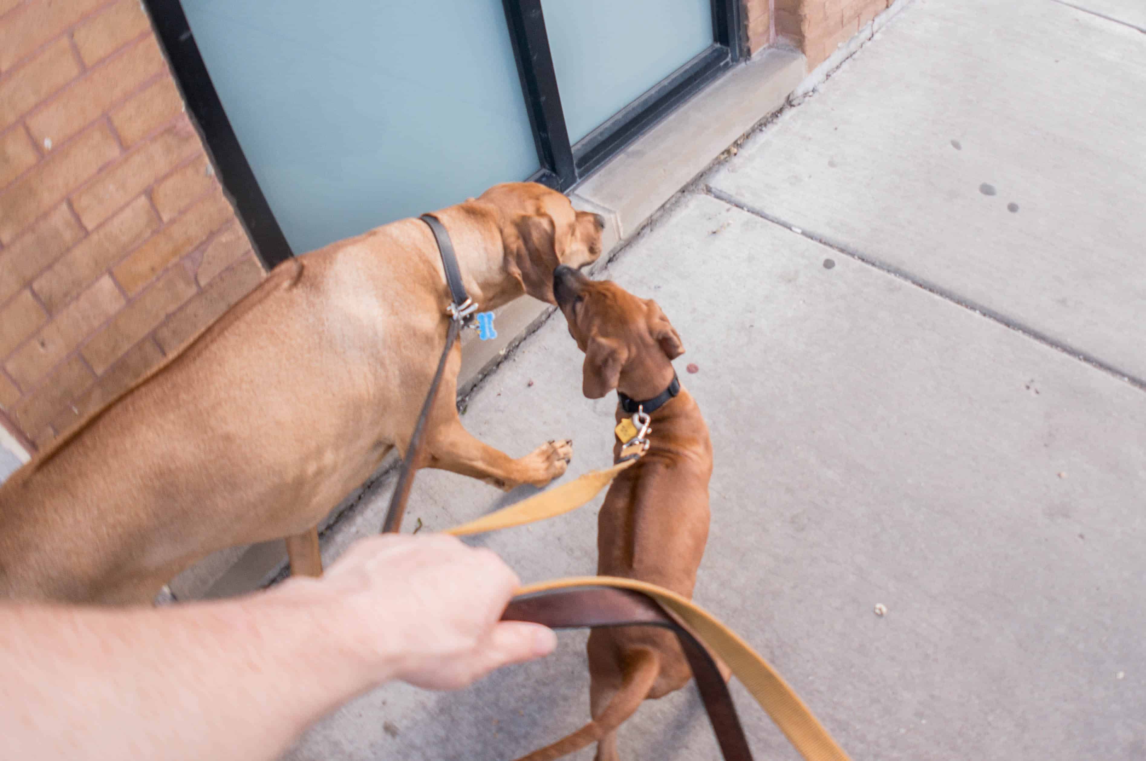 Rhodesian Ridgeback, puppy, chicago, marking our territory, adventure, dogs