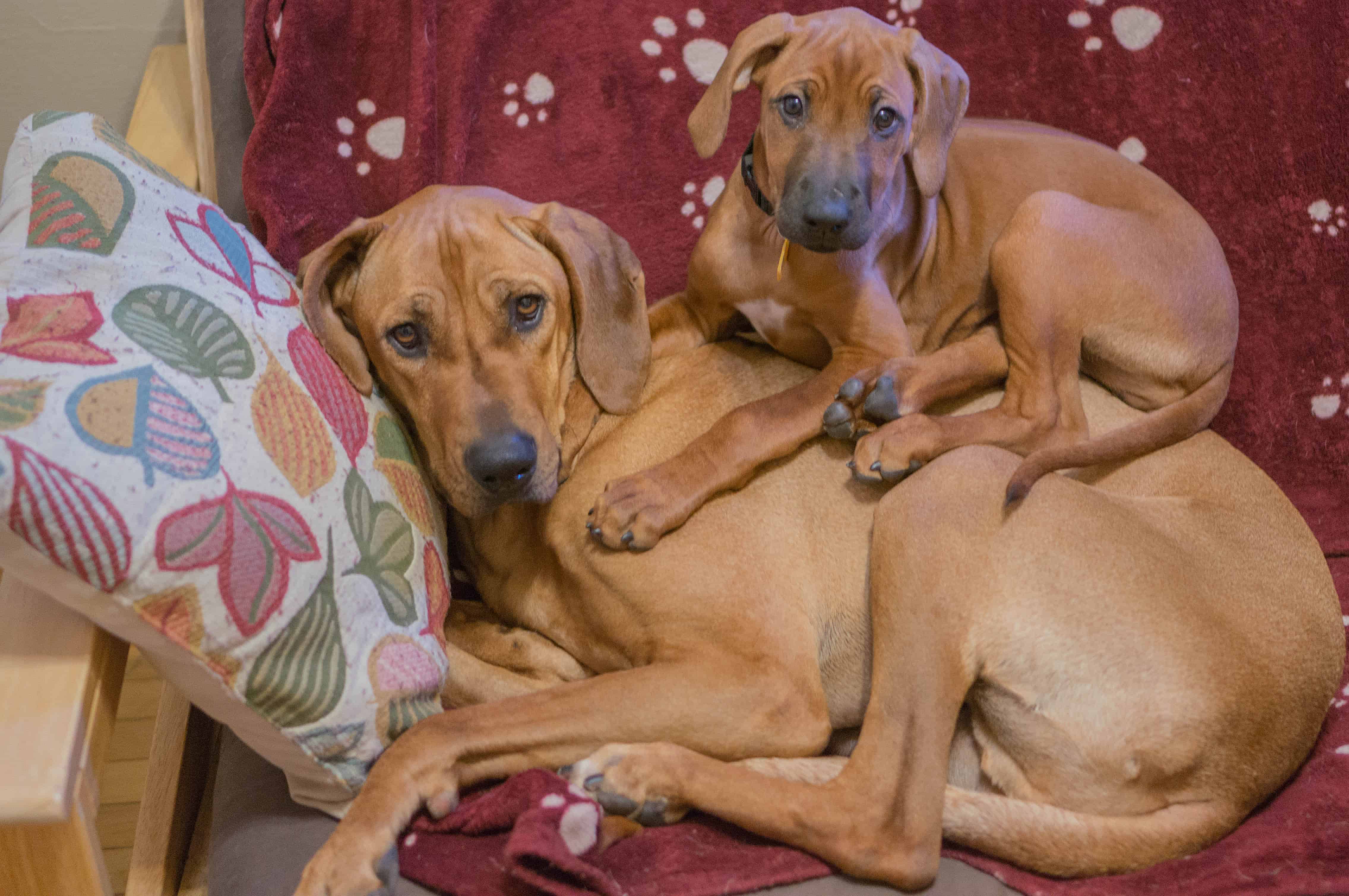 Rhodesian Ridgeback, puppy, chicago, marking our territory, funny