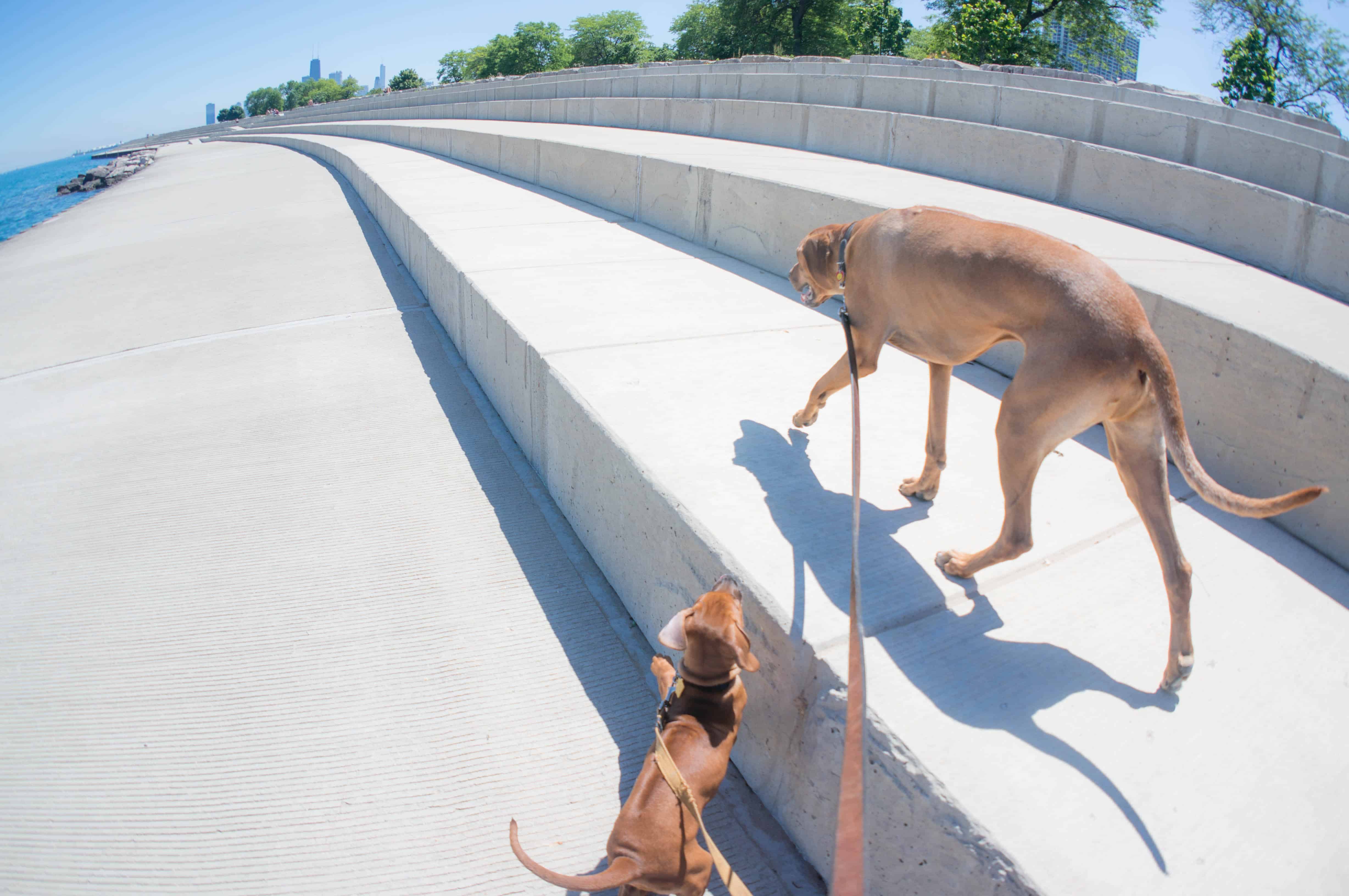 Rhodesian Ridgeback, puppy, chicago, marking our territory, adventure, dogs
