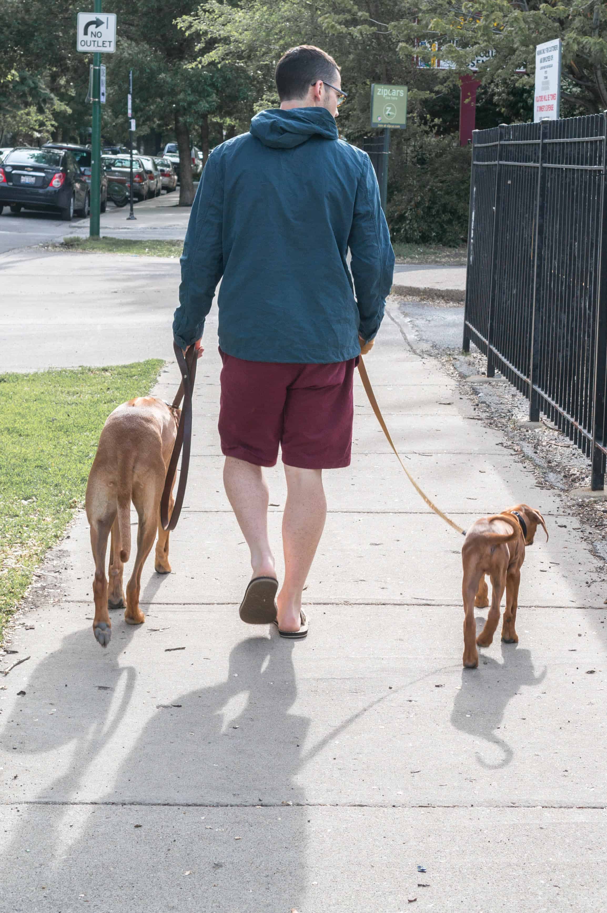 Rhodesian Ridgeback, puppy, chicago, marking our territory, adventure, dogs