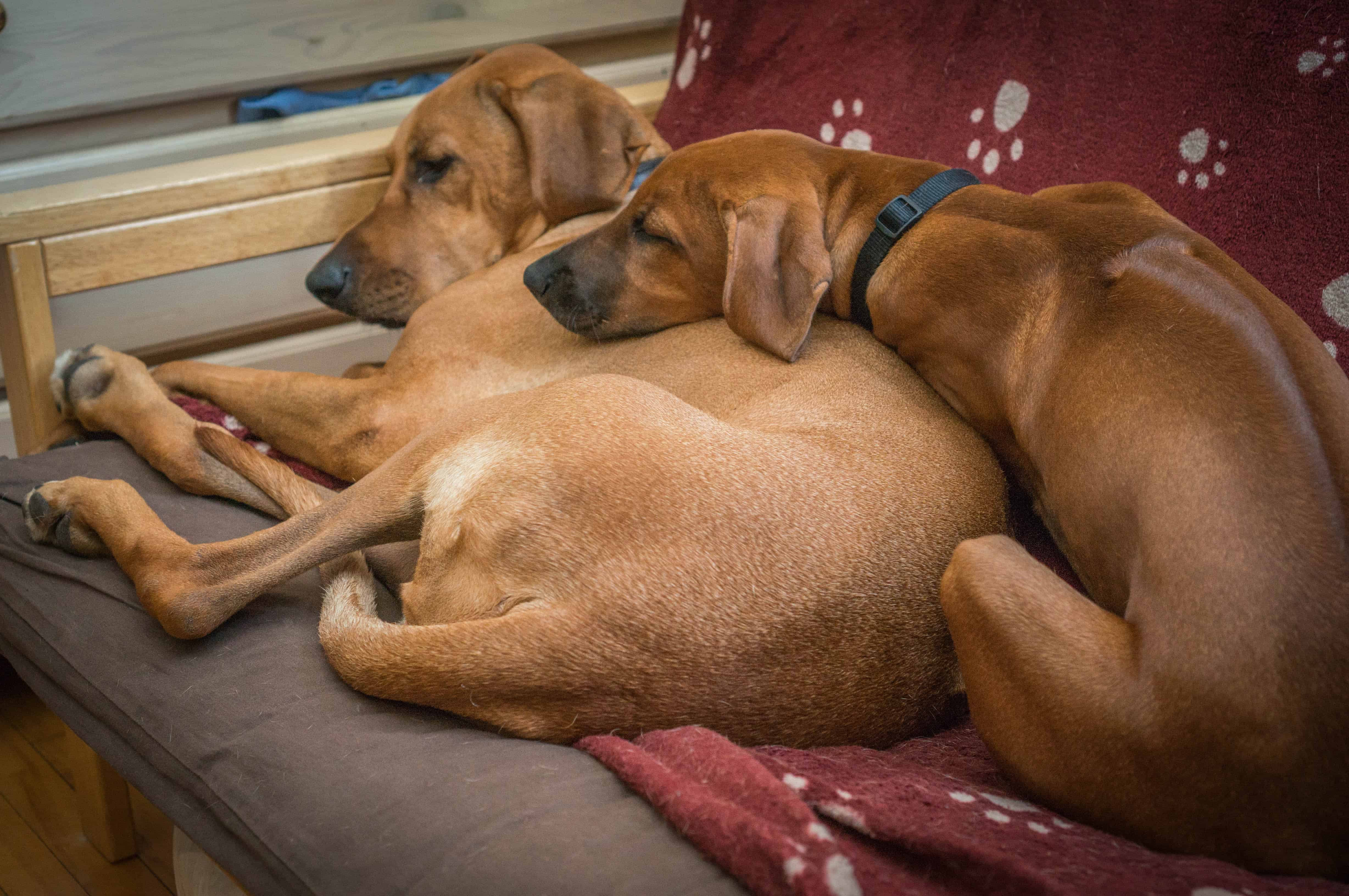 Rhodesian Ridgeback, puppy, chicago, marking our territory, funny