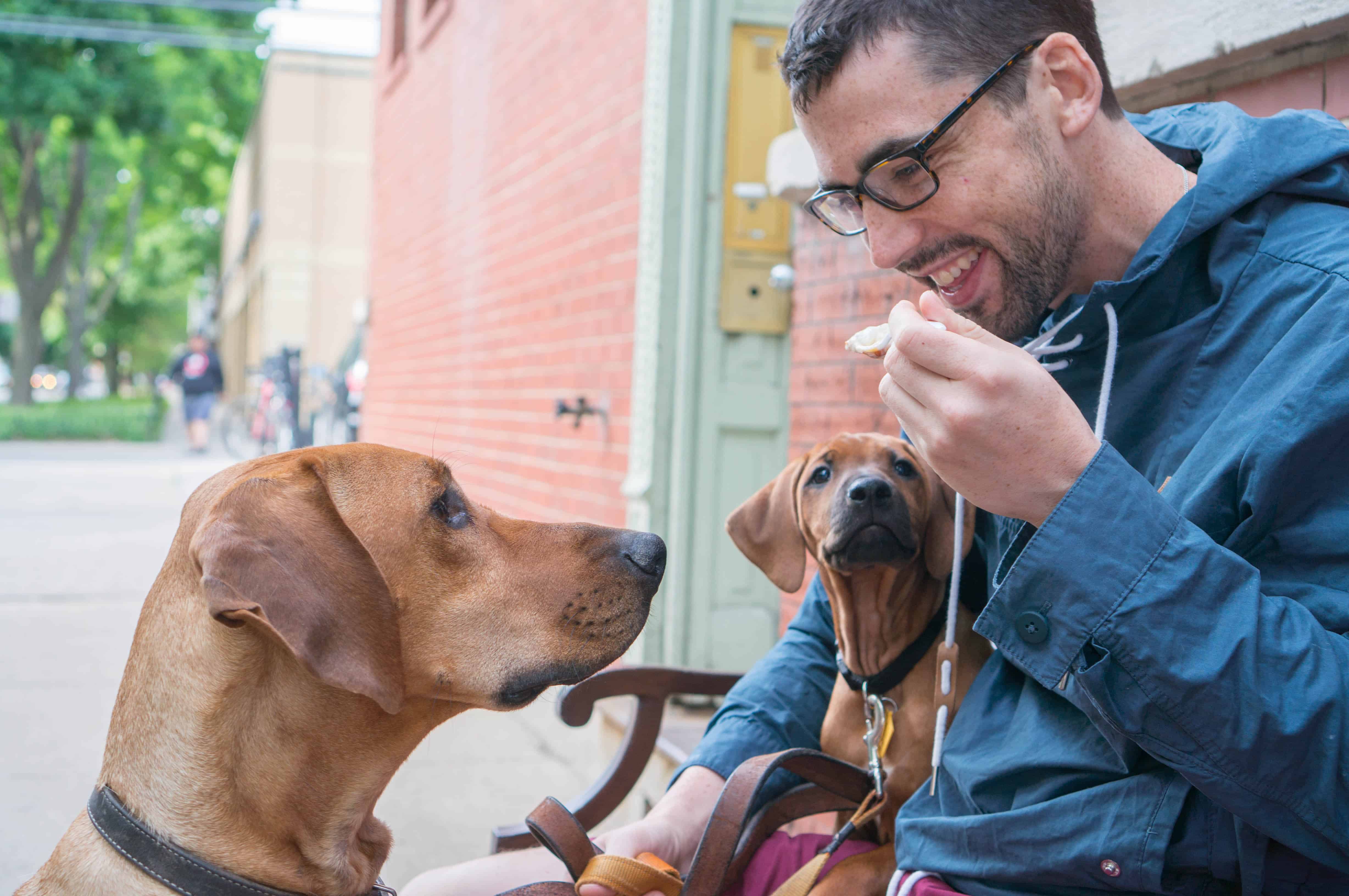 Rhodesian Ridgeback, puppy, chicago, marking our territory, adventure, dogs