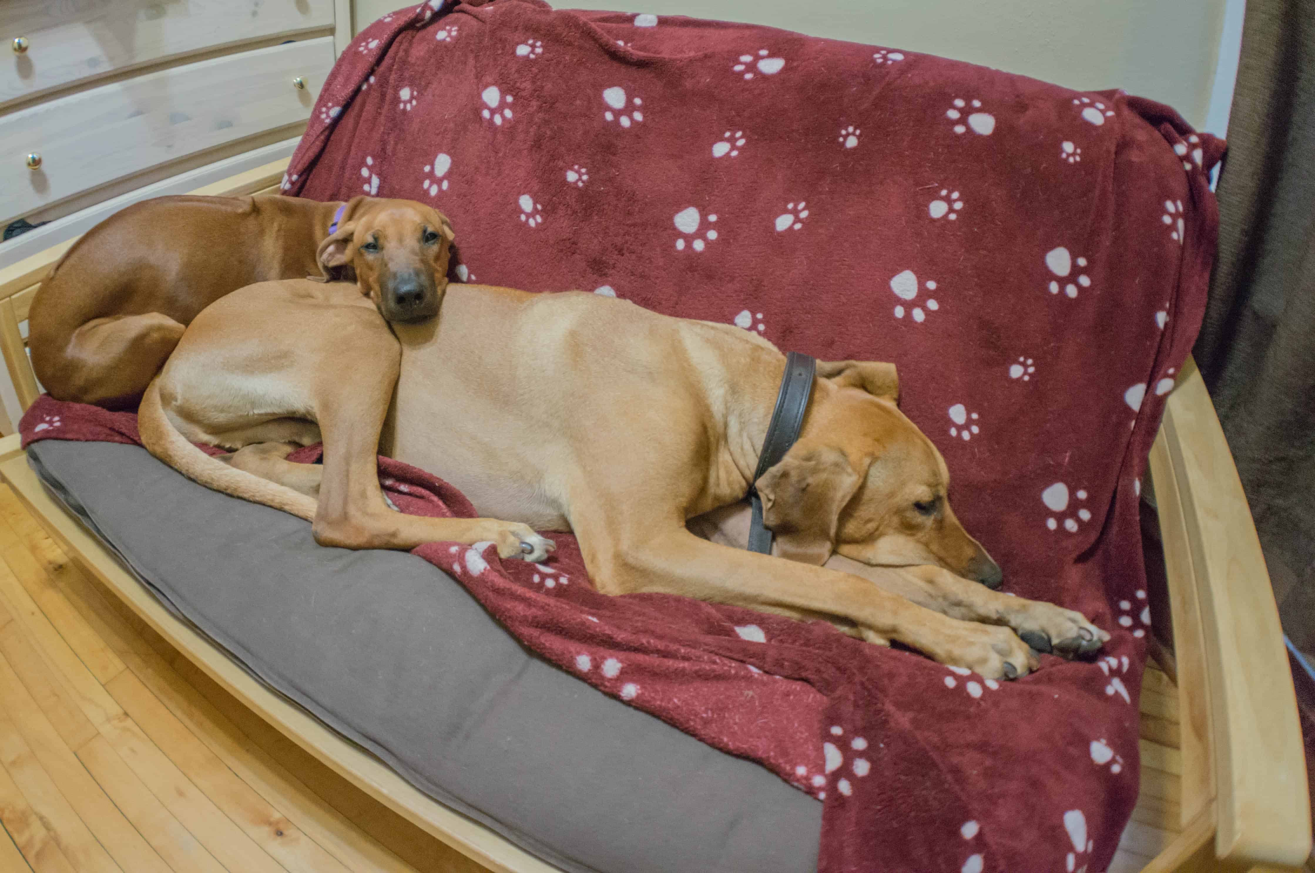 Rhodesian Ridgeback, puppy, chicago, marking our territory, funny